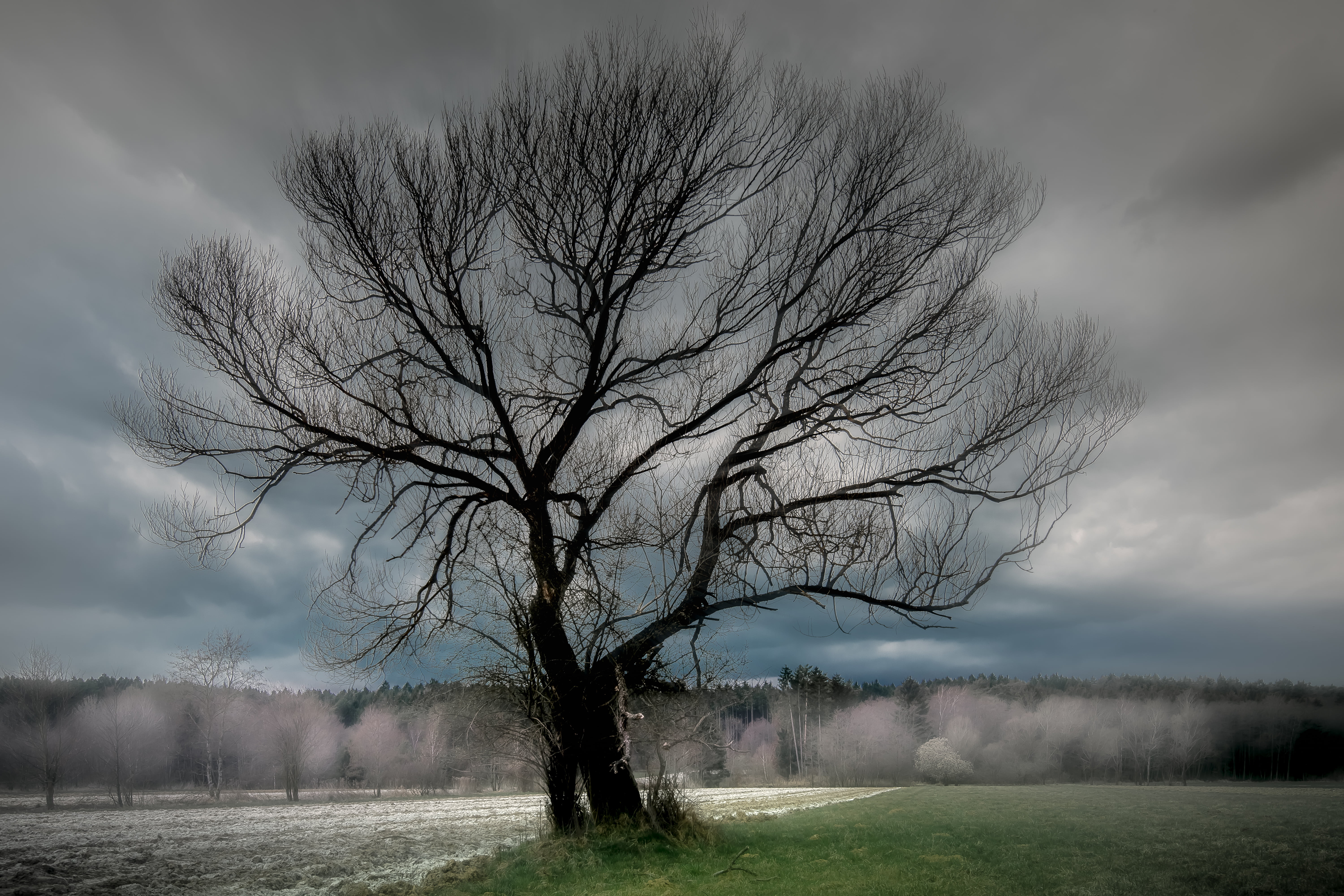 nature, black, tree, silhouette, Österreich, surreal, pattern, plant, spring, sky  landscape, fog, clouds, sunset, organic, Skeleton Tree, weather, outdoor, HD Wallpaper
