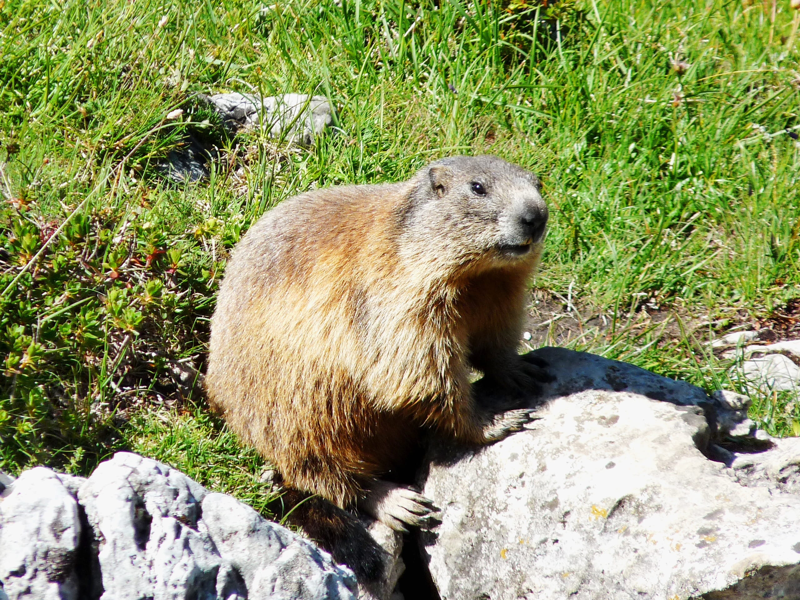dachstein, rodent, field, marmot, animals in the wild, animal, one animal, sunlight, mammal, no people, day, solid, vertebrate, rock - object, animal wildlife, HD Wallpaper