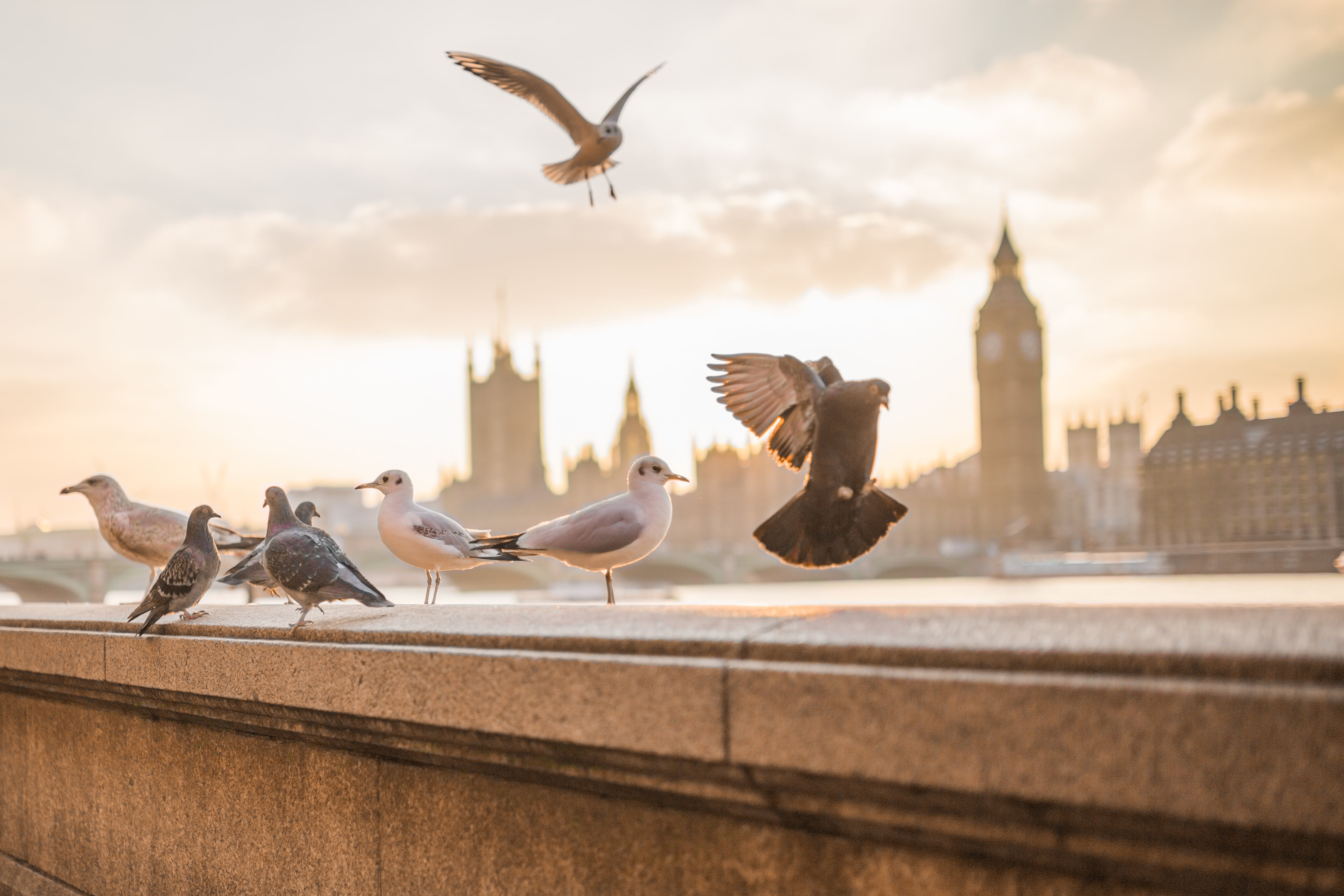 nature, seagulls, spread wings, no people, flock of birds, white, vertebrate, architecture, london, group of animals, blurred, big ben, animal, building, HD Wallpaper