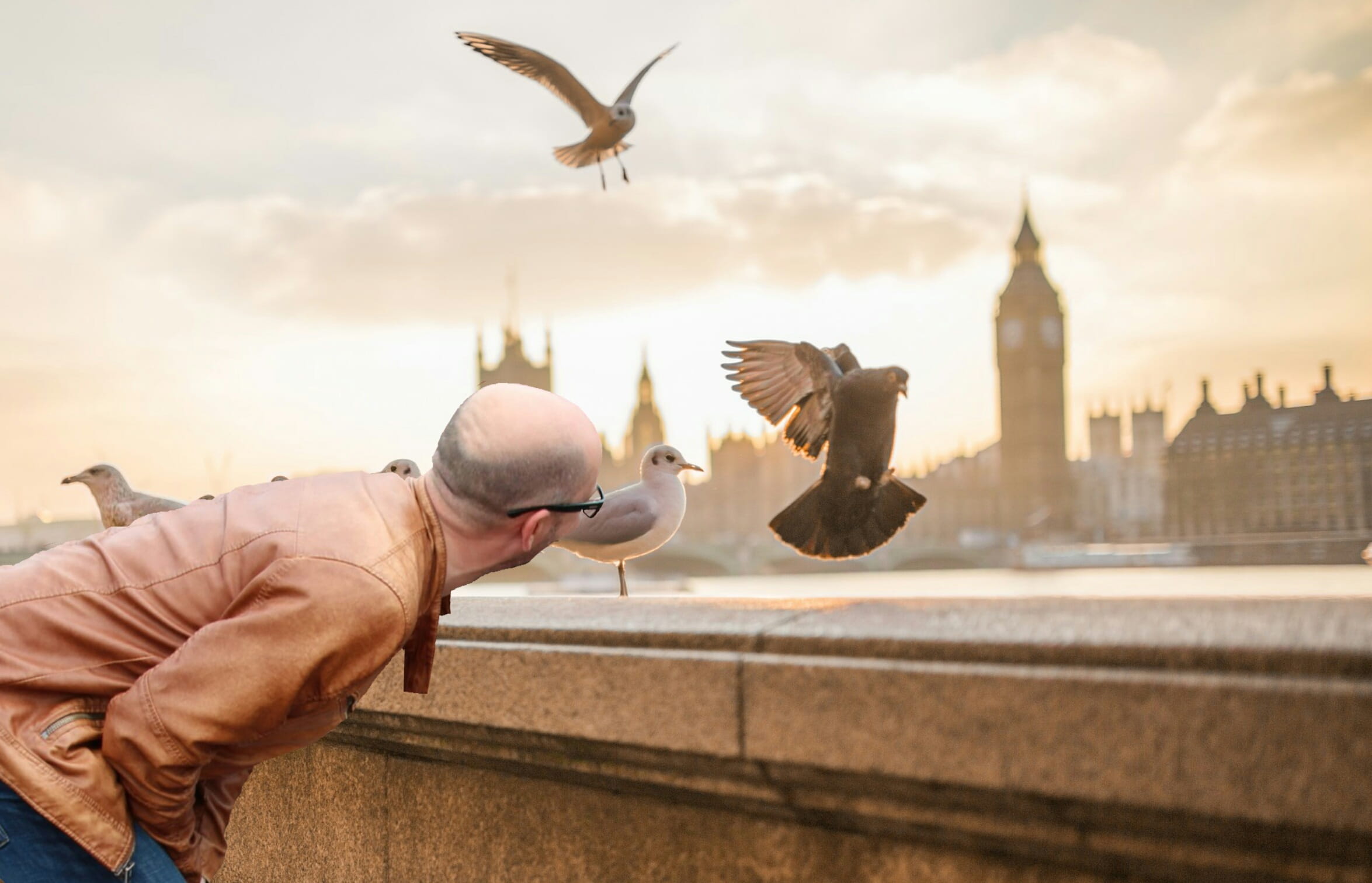 1080P, fauna, animal themes, mid-air, cityscape, watching, motion, animals in the wild, background, tourist, city, observation, spread wings, pigeons, HD Wallpaper