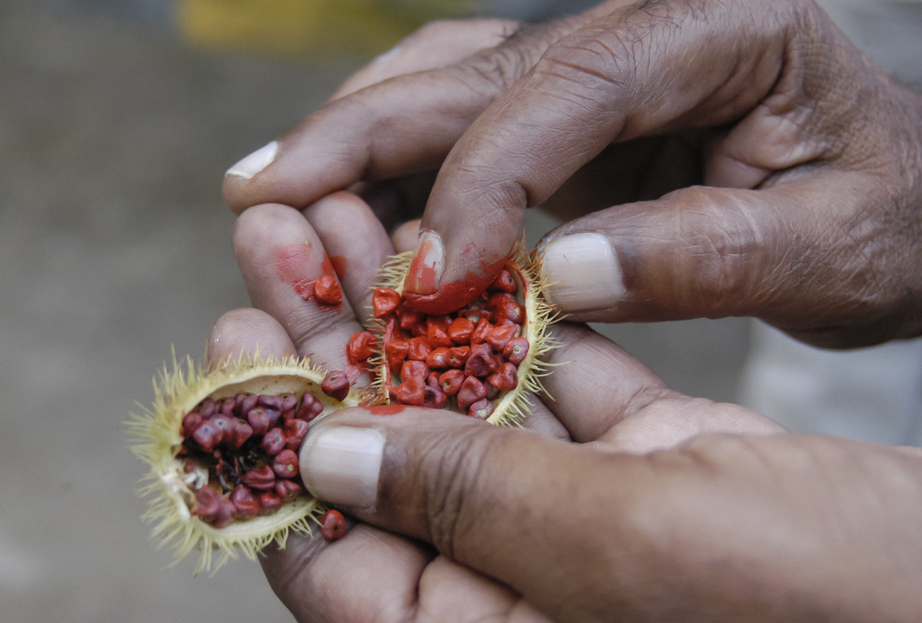 healthy eating, bindi, plant, person, annatto, india, natural red dye, real people, wellbeing, 2K, one person, seeds, human finger, annatto seed, hand, HD Wallpaper