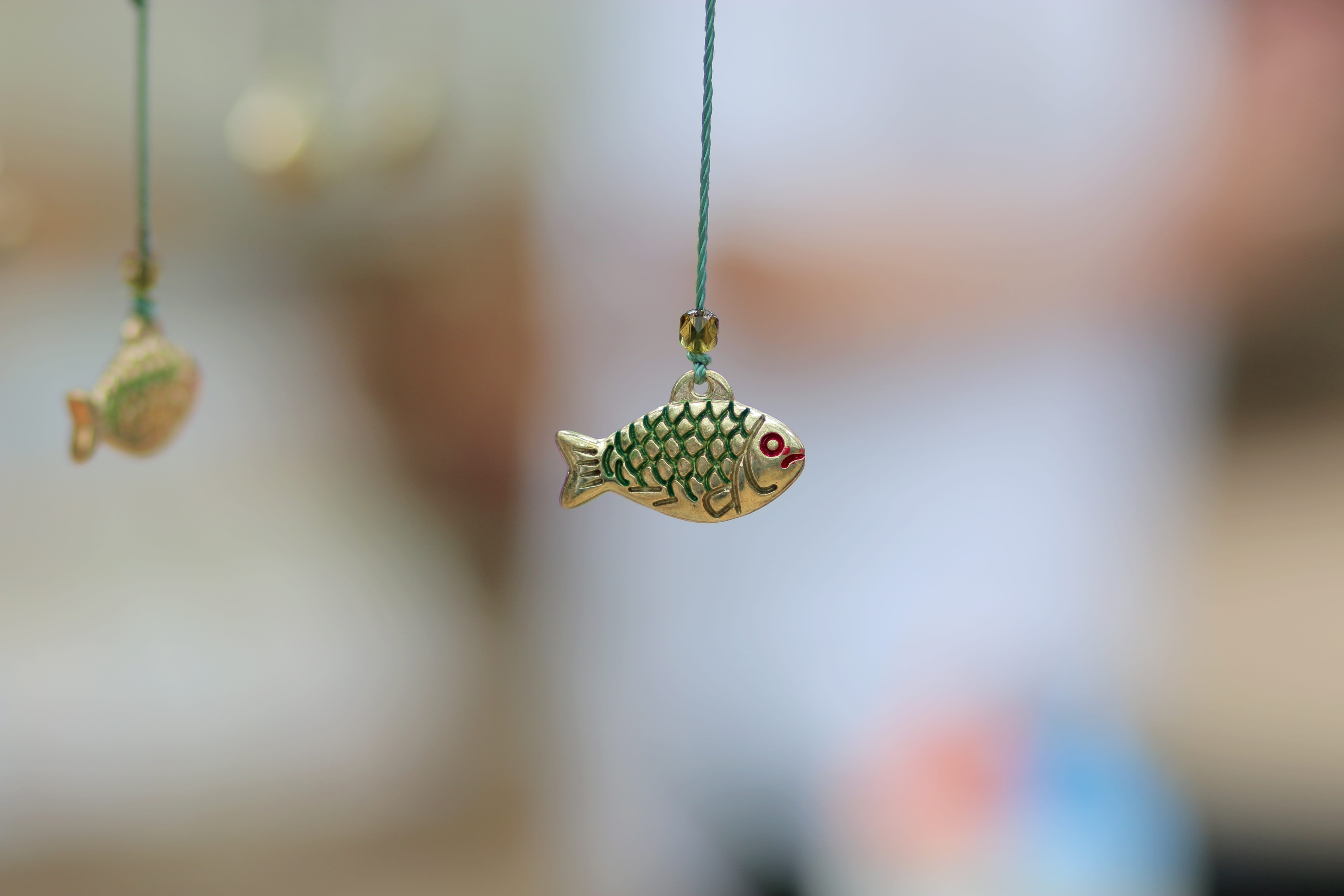 decorative fish, day, invertebrate, nature, Fish, animal themes, animal body part, butterfly - insect, landscape decoration, close-up, selective focus, HD Wallpaper