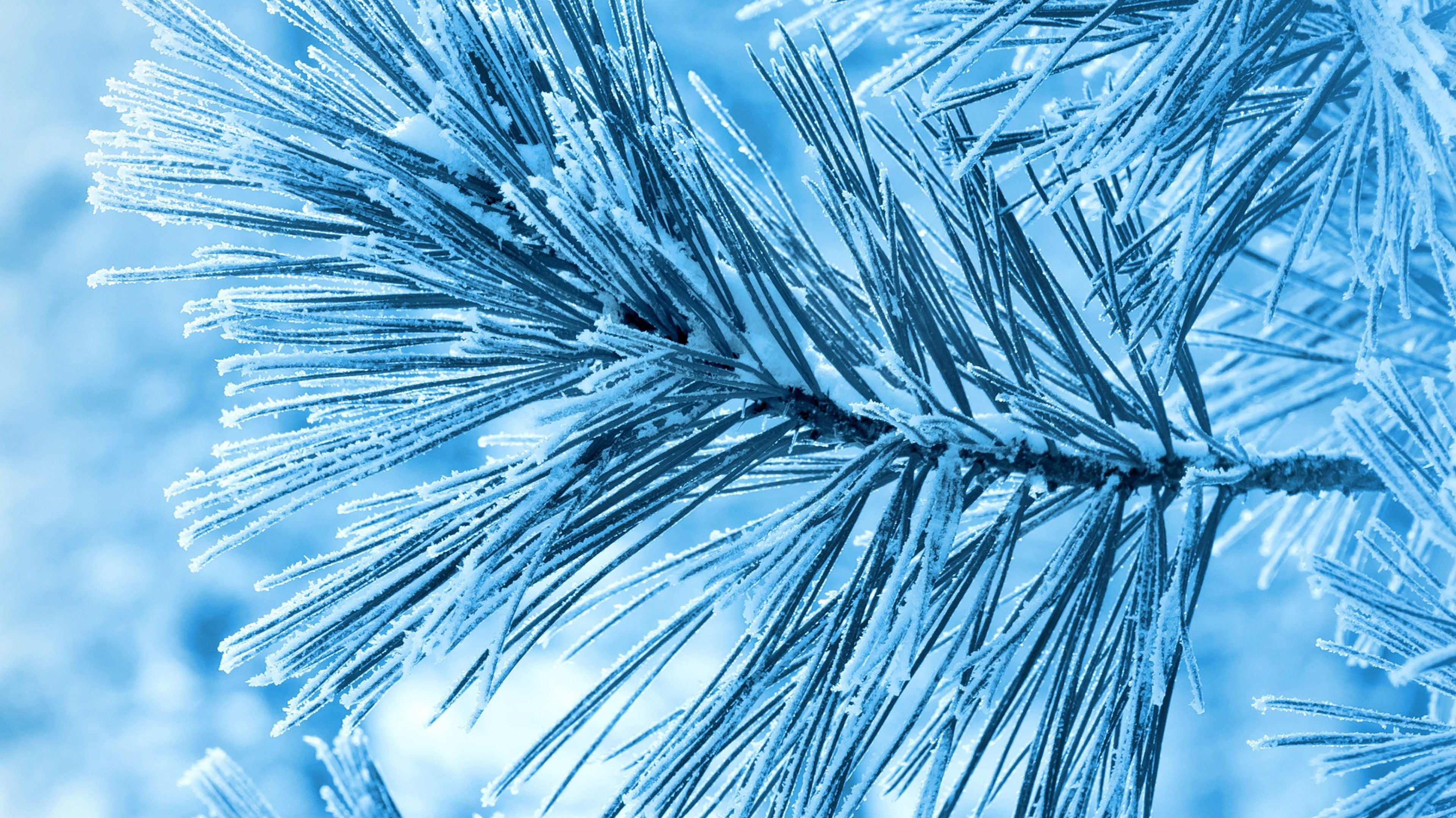 beauty in nature, texture, backgrounds, needle - plant part, ice, digital, palm tree, liquid, winter, greenish blue, growth, art, transparent, peacock, HD Wallpaper