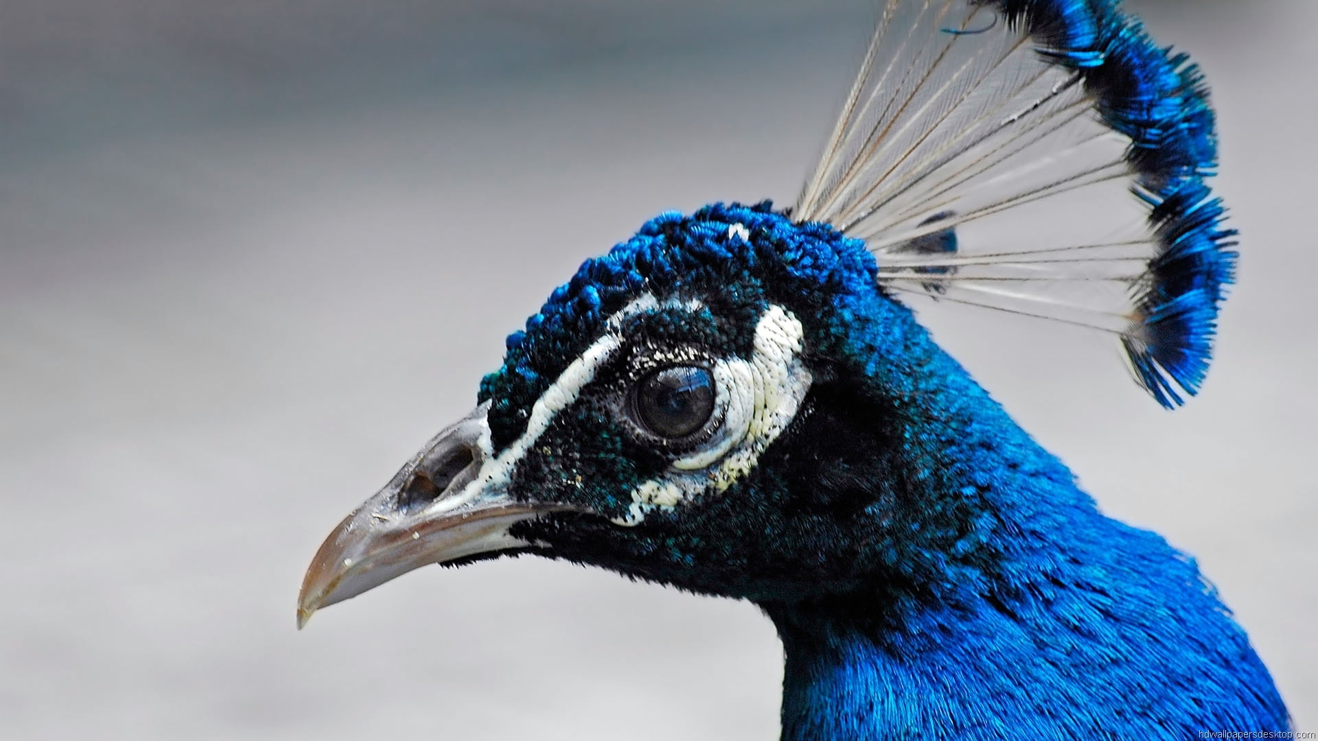 one animal, nature, bird, animal head, close-up, looking, side view, blue, no people, focus on foreground, 1080P, animal body part, animal wildlife, beak, HD Wallpaper