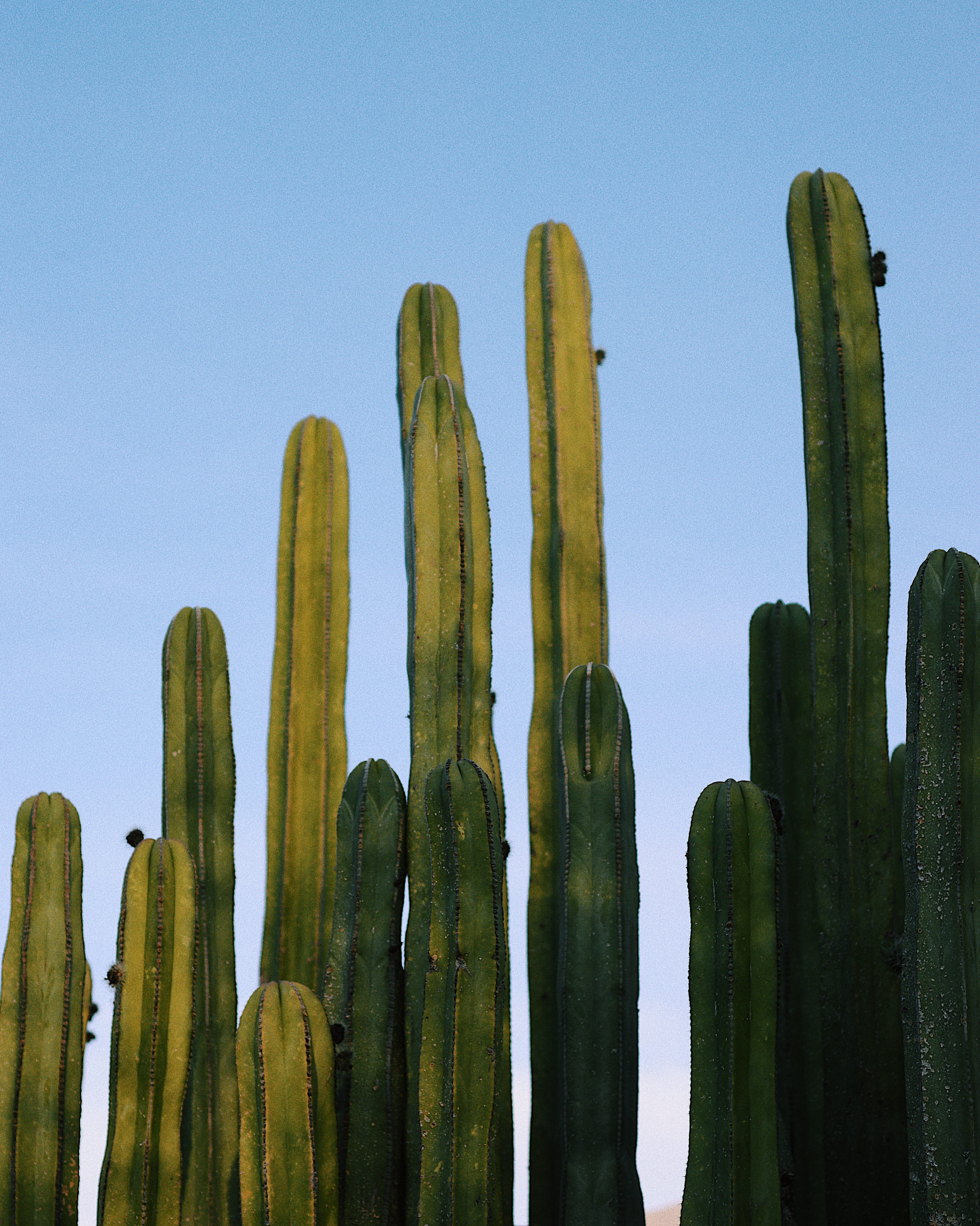 light, cacti, sky, no People, daytime, green, succulent, cactus, plant, greenish, backgrounds, summer, outdoors, blue sky, shadow, blue, 4K, cactu, desert, Phone HD Wallpaper