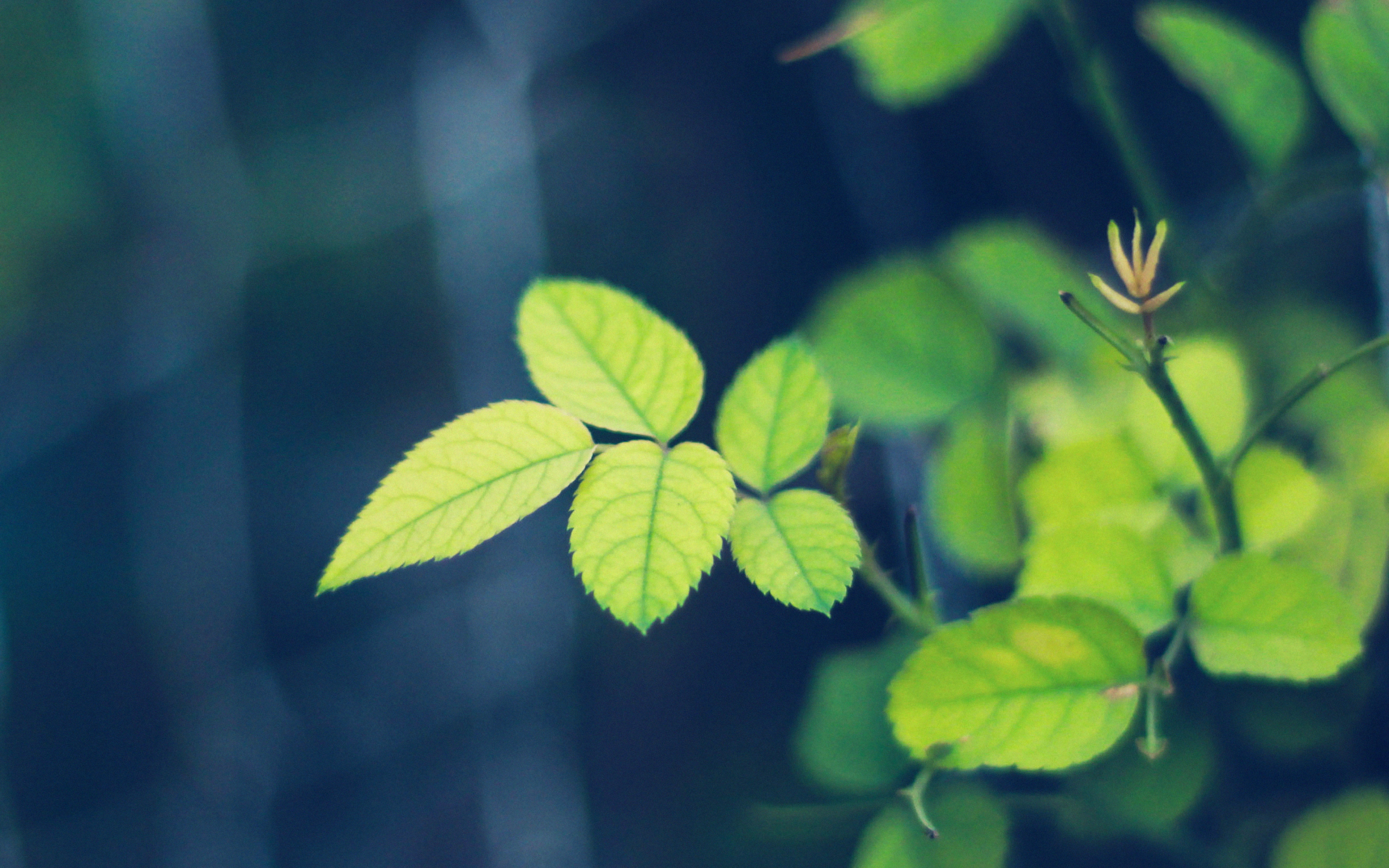vulnerability, fragility, growth, beauty in nature, close-up, day, freshness, nature, selective focus, plant stem, outdoors, blue, greenish, plant part, HD Wallpaper