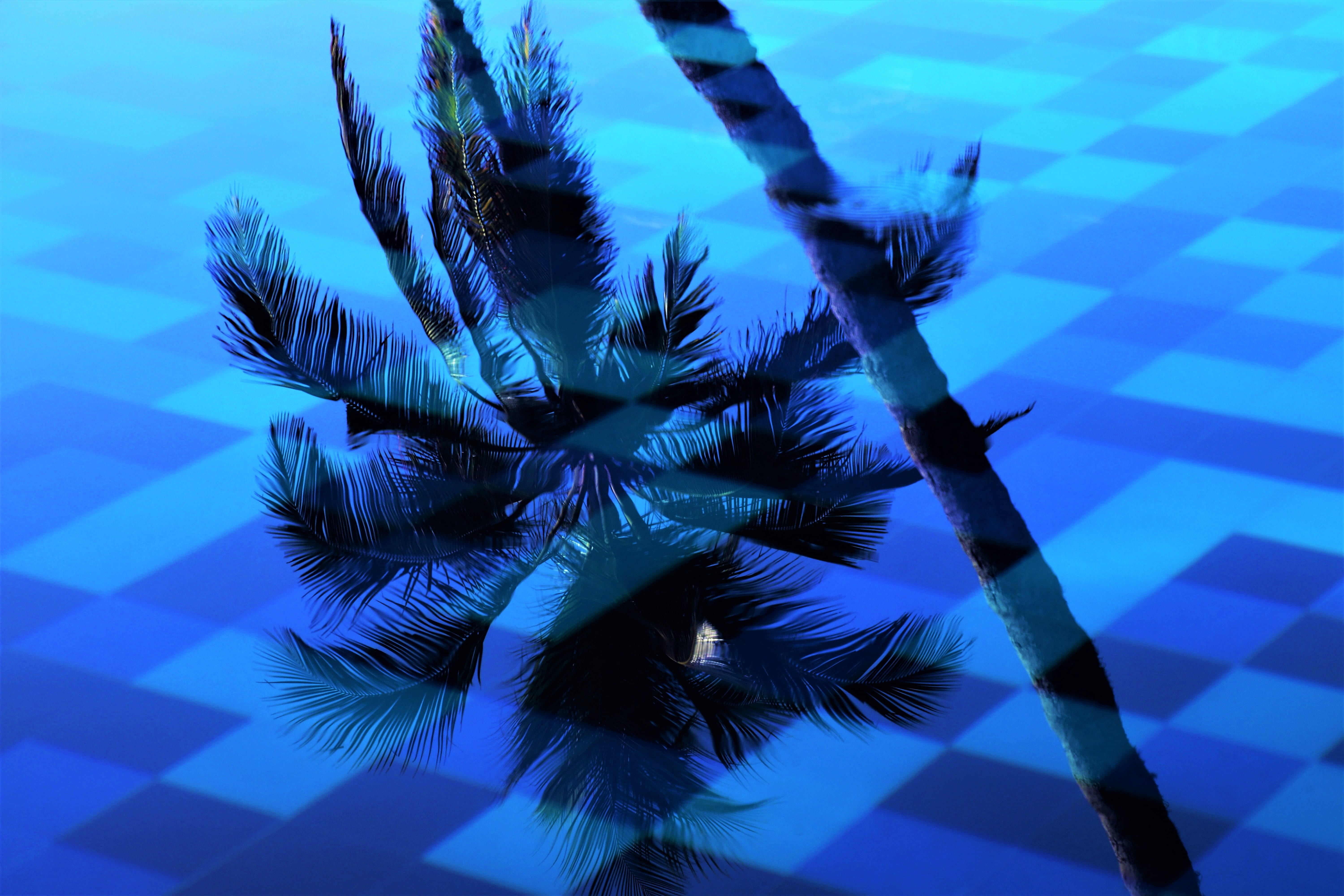 growth, swimming, creativity, shipped, palm tree, sri lanka, greenish-blue, summer, nature, no people, softness, relaxation, day, table, water surface, HD Wallpaper