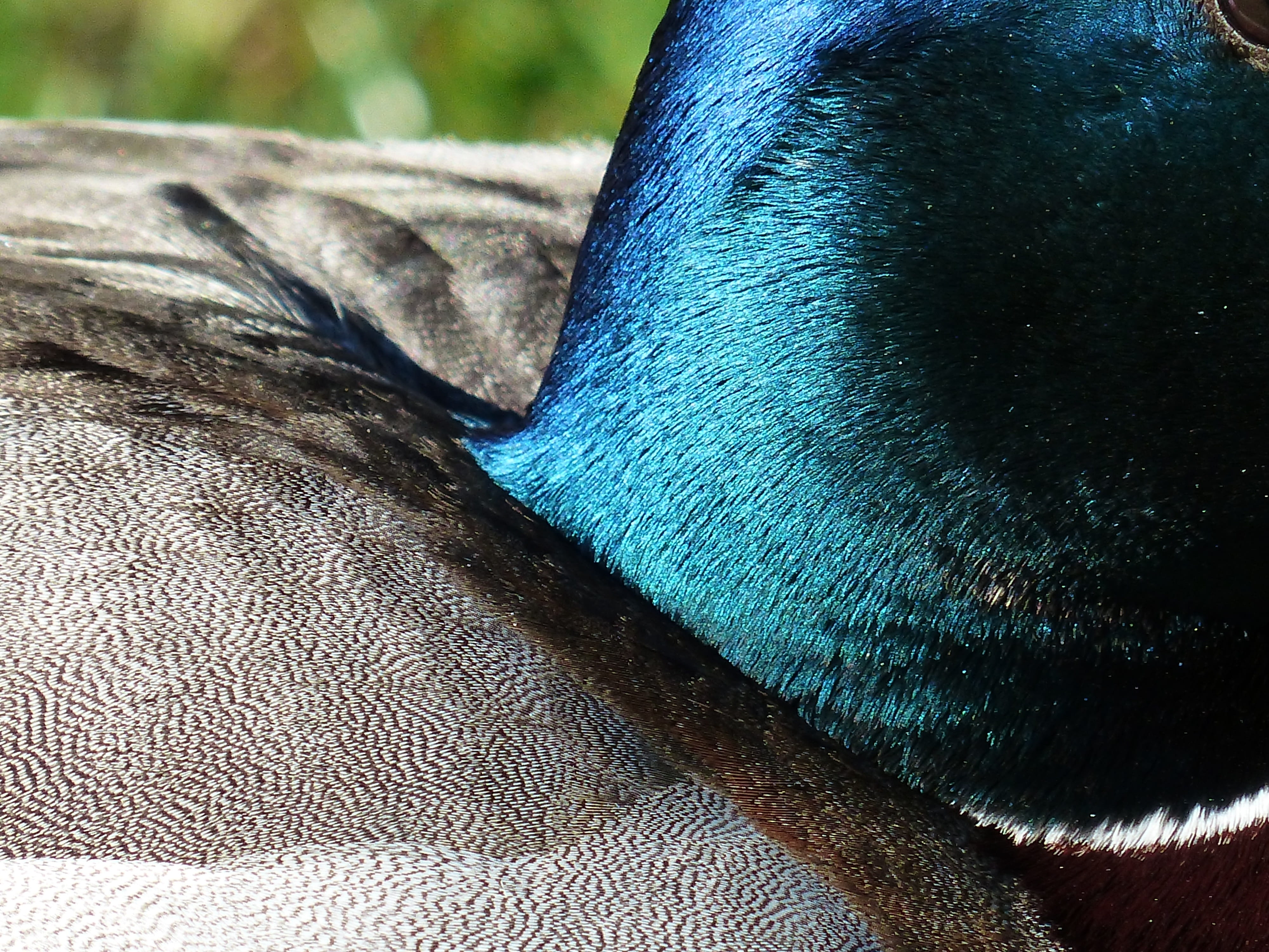 one animal, animal wildlife, bluish, Neck, animals in the wild, neck ring, high angle view, Ducks, metallic, pattern, swimming duck, blue metal ich, march duck, HD Wallpaper