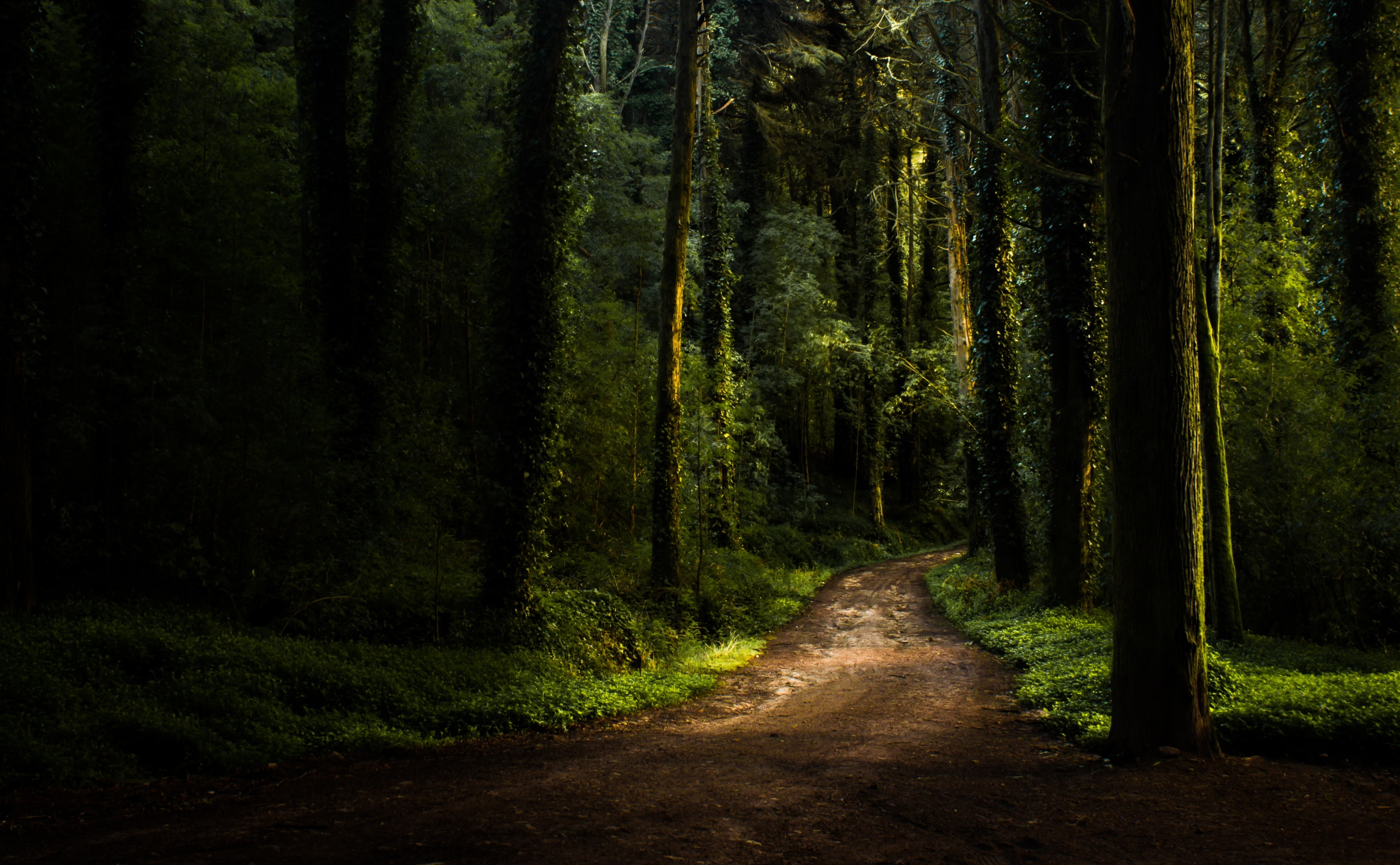 foliage, Afternoon, Forests, trail, Mountain, Mood, Forest, beauty in nature, Nature, Green, growth, plant, non-urban scene, dirt, footpath, brown, Sierra, HD Wallpaper