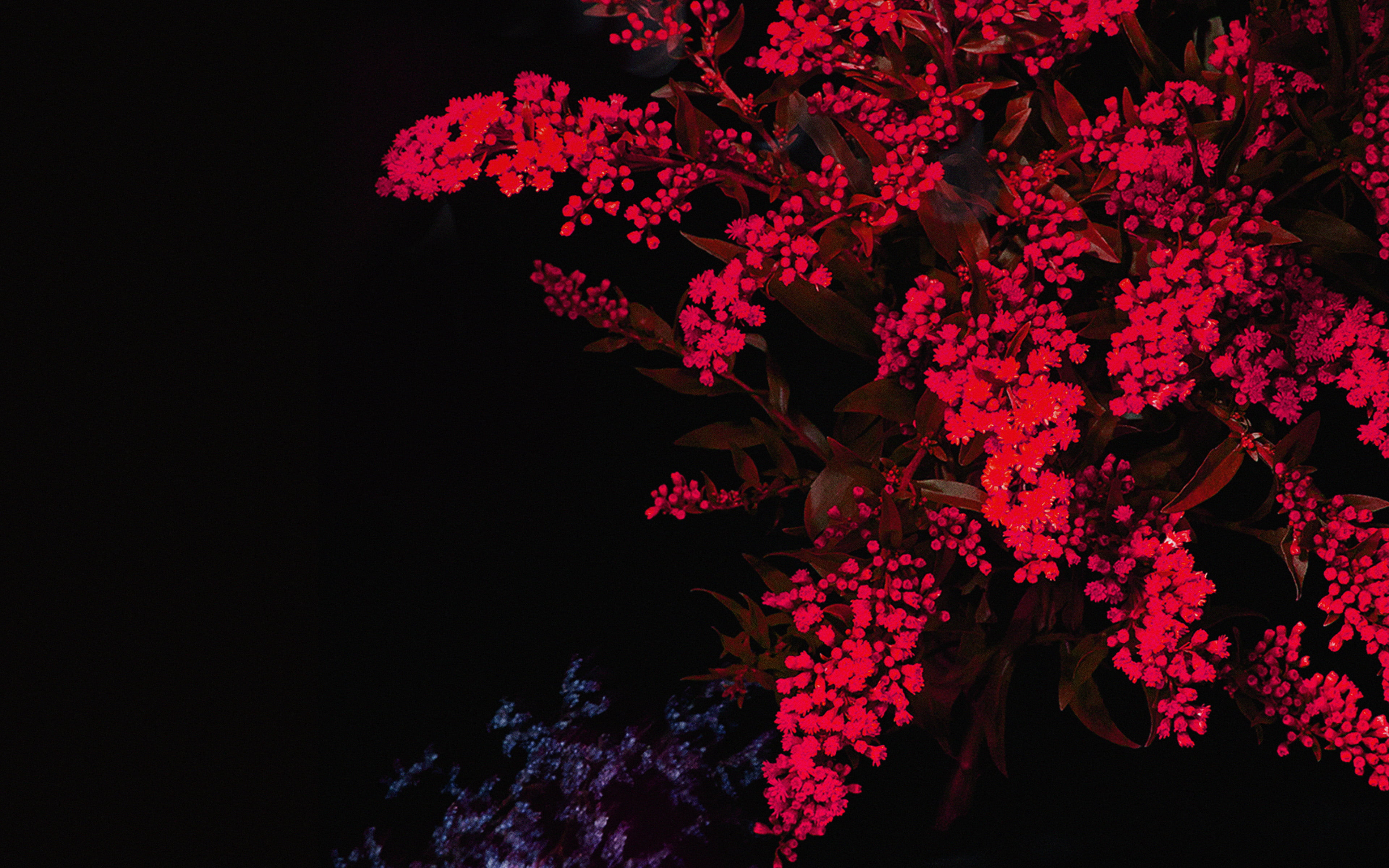 flower head, low angle view, night, flower, tree, bunch of flowers, beauty in nature, petal, growth, blossom, flowering plant, springtime, close-up, ios9, HD Wallpaper
