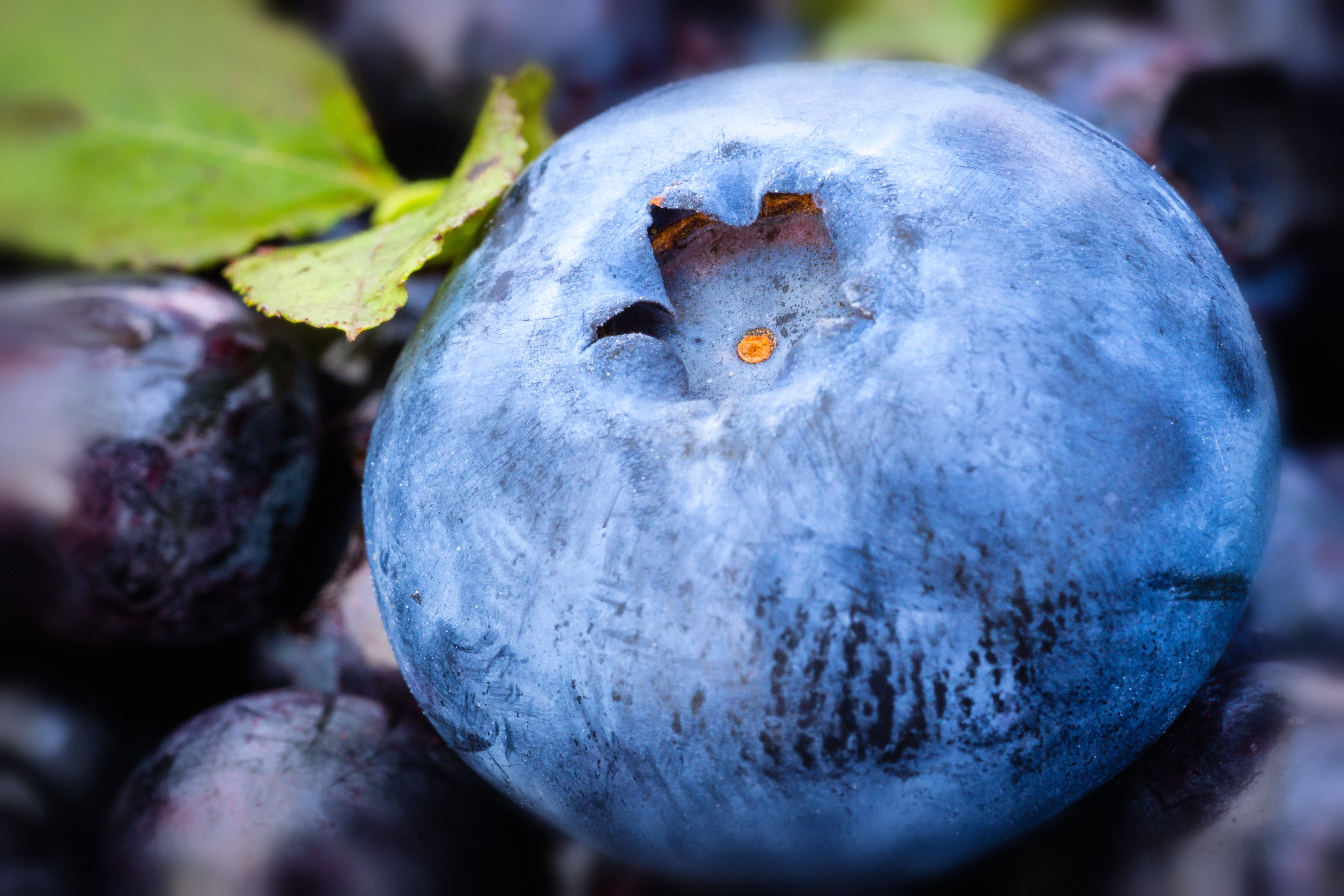 healthy, focus on foreground, photo, delicious, day, 5K, forest, blueberries, food, fresh, bio, summer, wellbeing, ripe, healthy eating, apple - fruit, HD Wallpaper