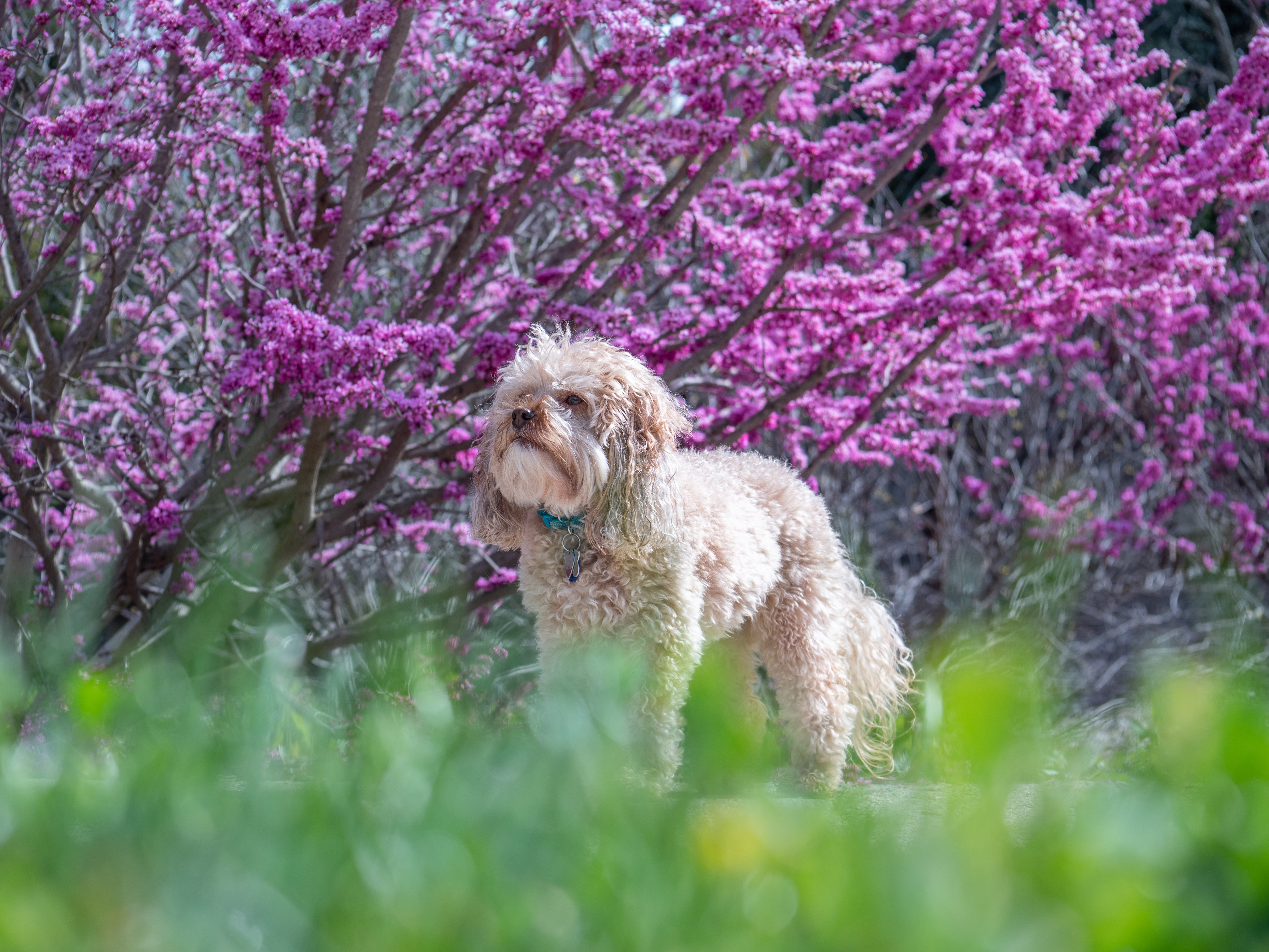 domestic animals, pink color, breed, blossom, flowering plant, canine, outdoors, pets, selective focus, animal, springtime, no people, flower, animal themes, HD Wallpaper