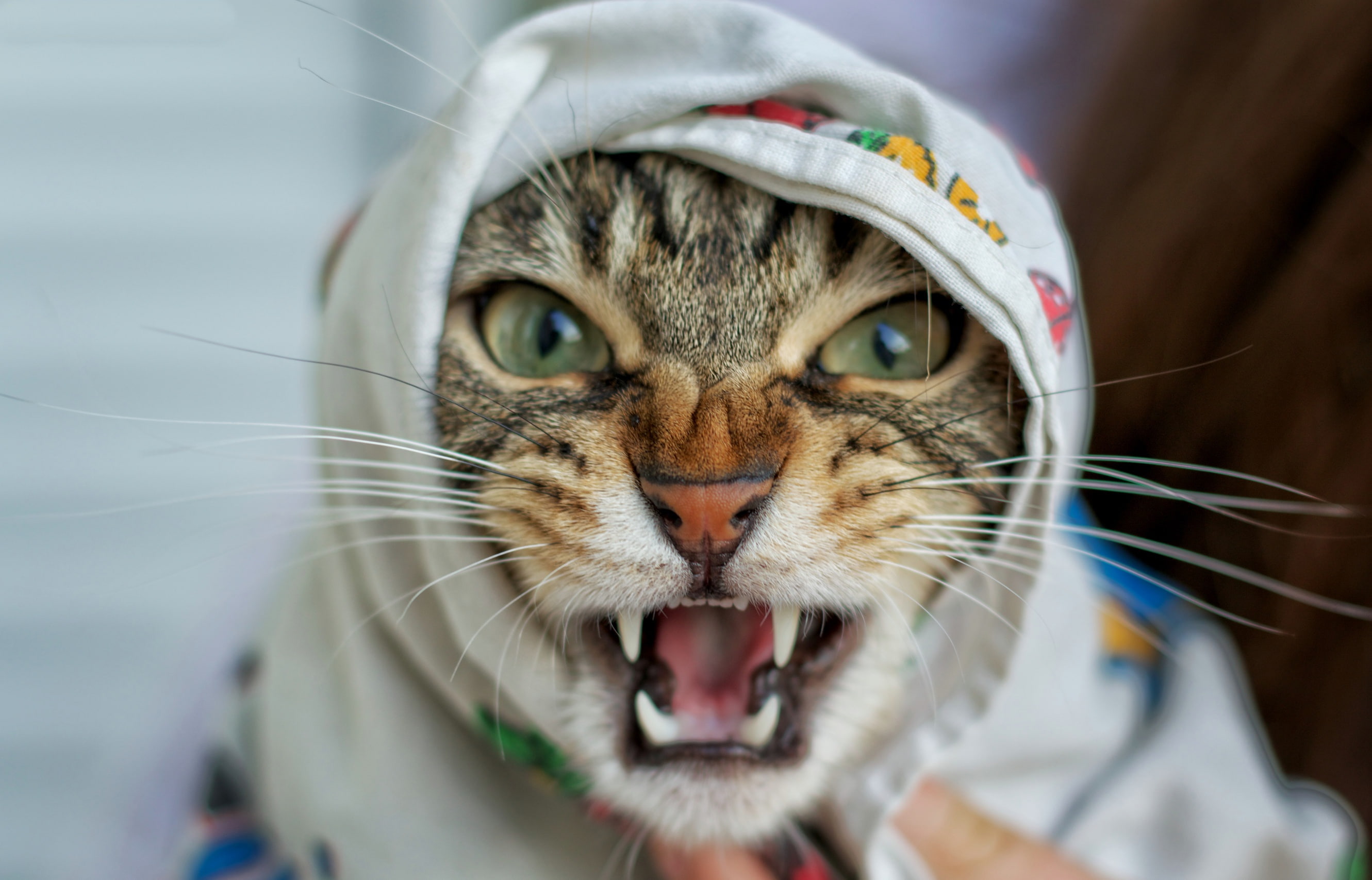 animals, closeup, angry, fangs, cat, 2K, HD Wallpaper