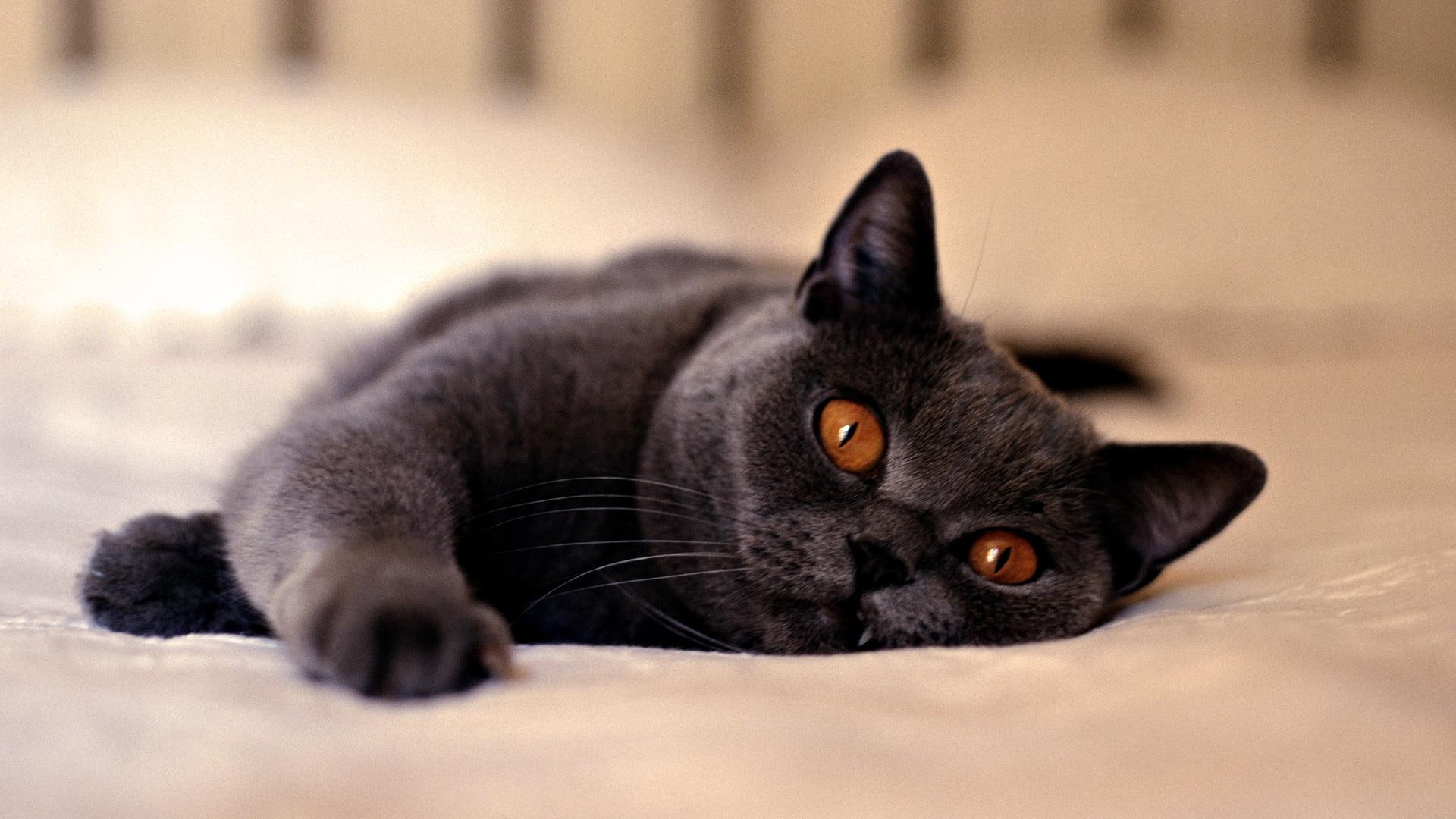 animals, feline, whiskers, 1080P, animal, tail, claws, fang, paws, HD Wallpaper