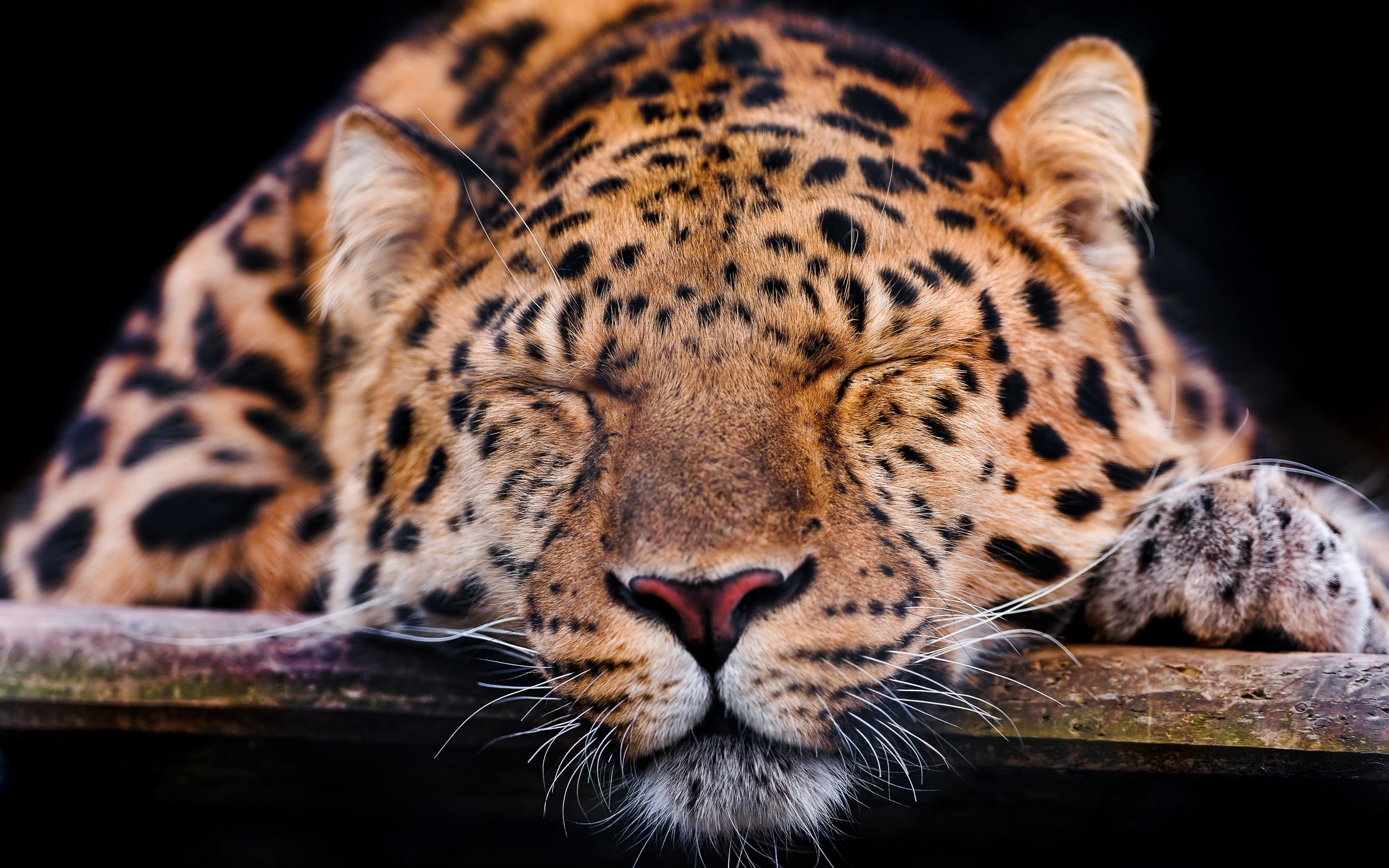 2K, Leopard, Sleep, Rest, Amur, HD Wallpaper