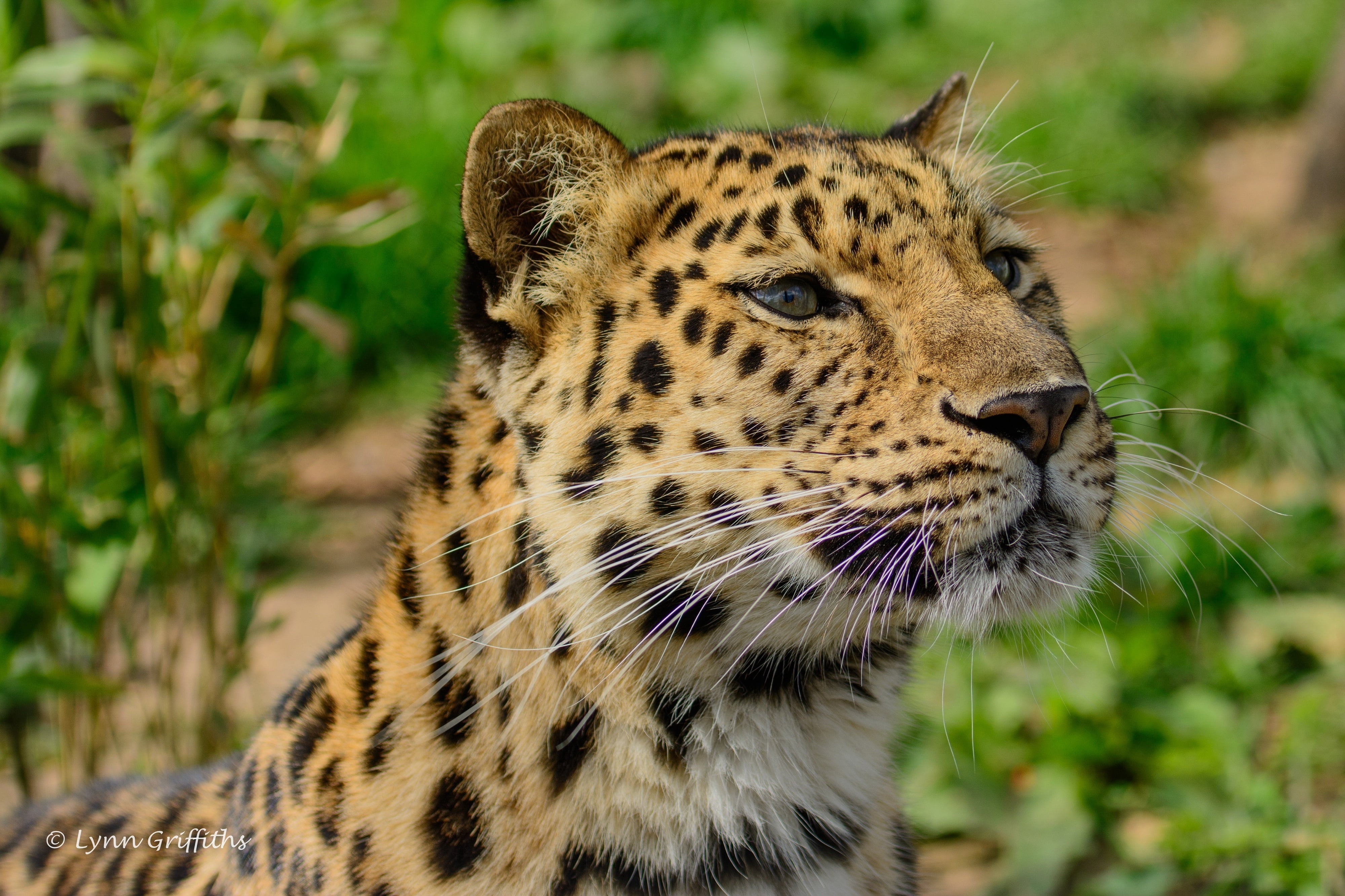 majestic, camouflage, nature, wild cat, big Cat, carnivora, fur, undomesticated Cat, animal body part, animals In The Wild, mammal, beauty In Nature, animal themes, HD Wallpaper