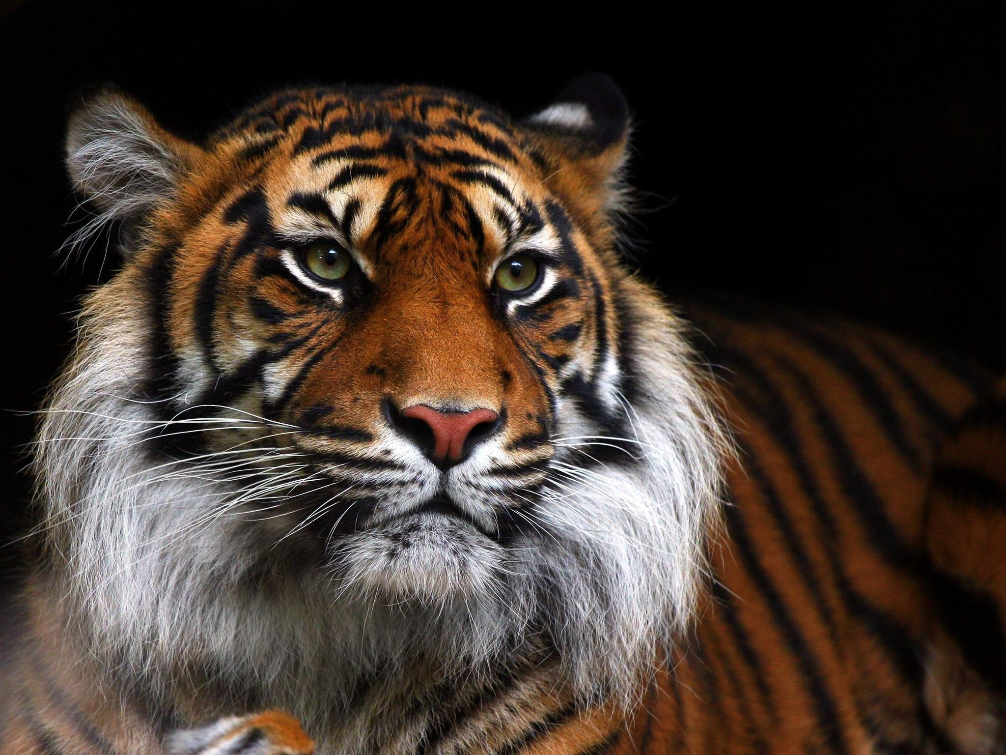 android, brown, black, cats, tiger, cat, muzzle, wild, 1080P, HD Wallpaper
