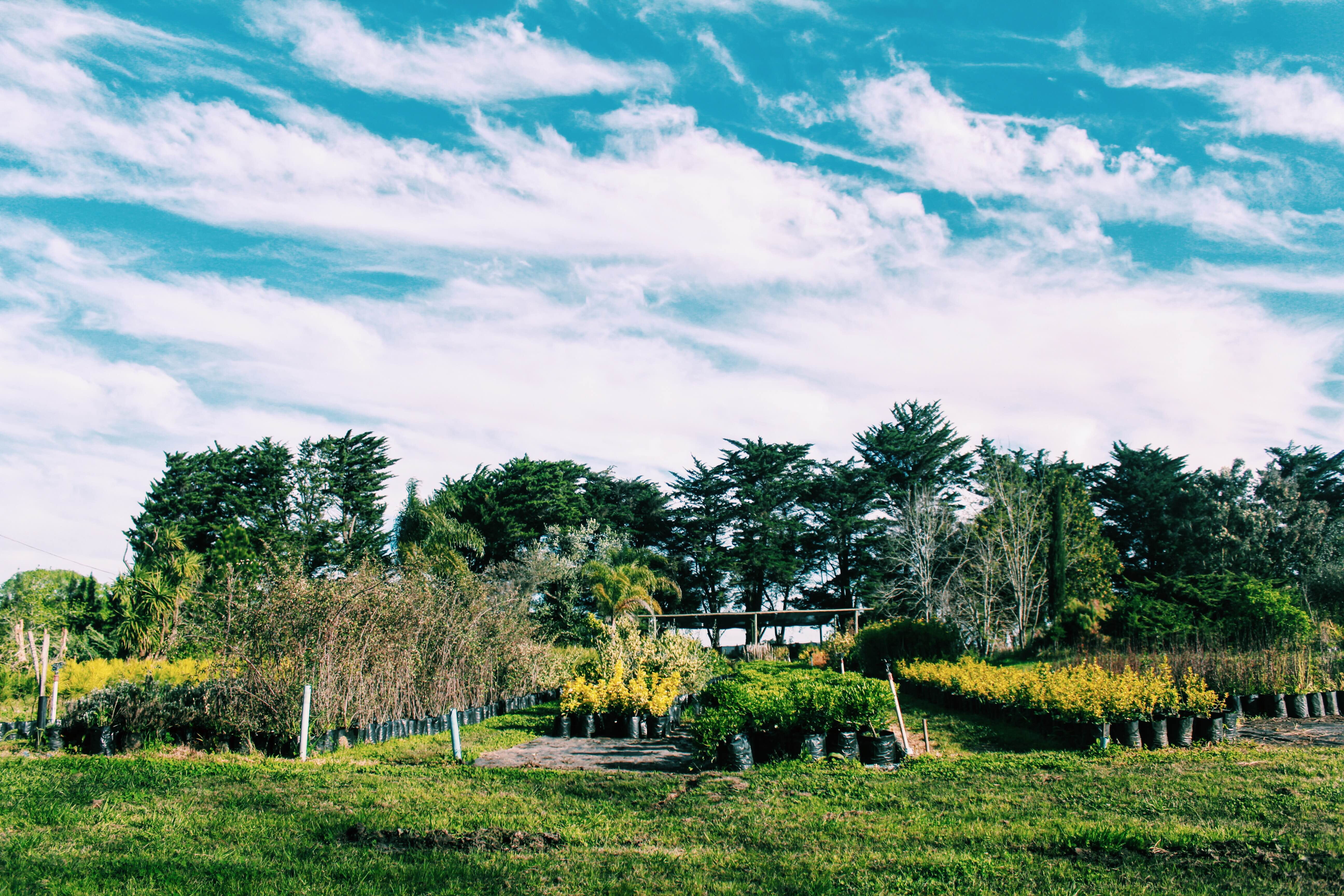 field, canelones, scenics - nature, sky, contamination, 5K, architecture, land, trees, countryside, tranquility, plant, non-urban scene, cloud - sky, beauty in nature, HD Wallpaper