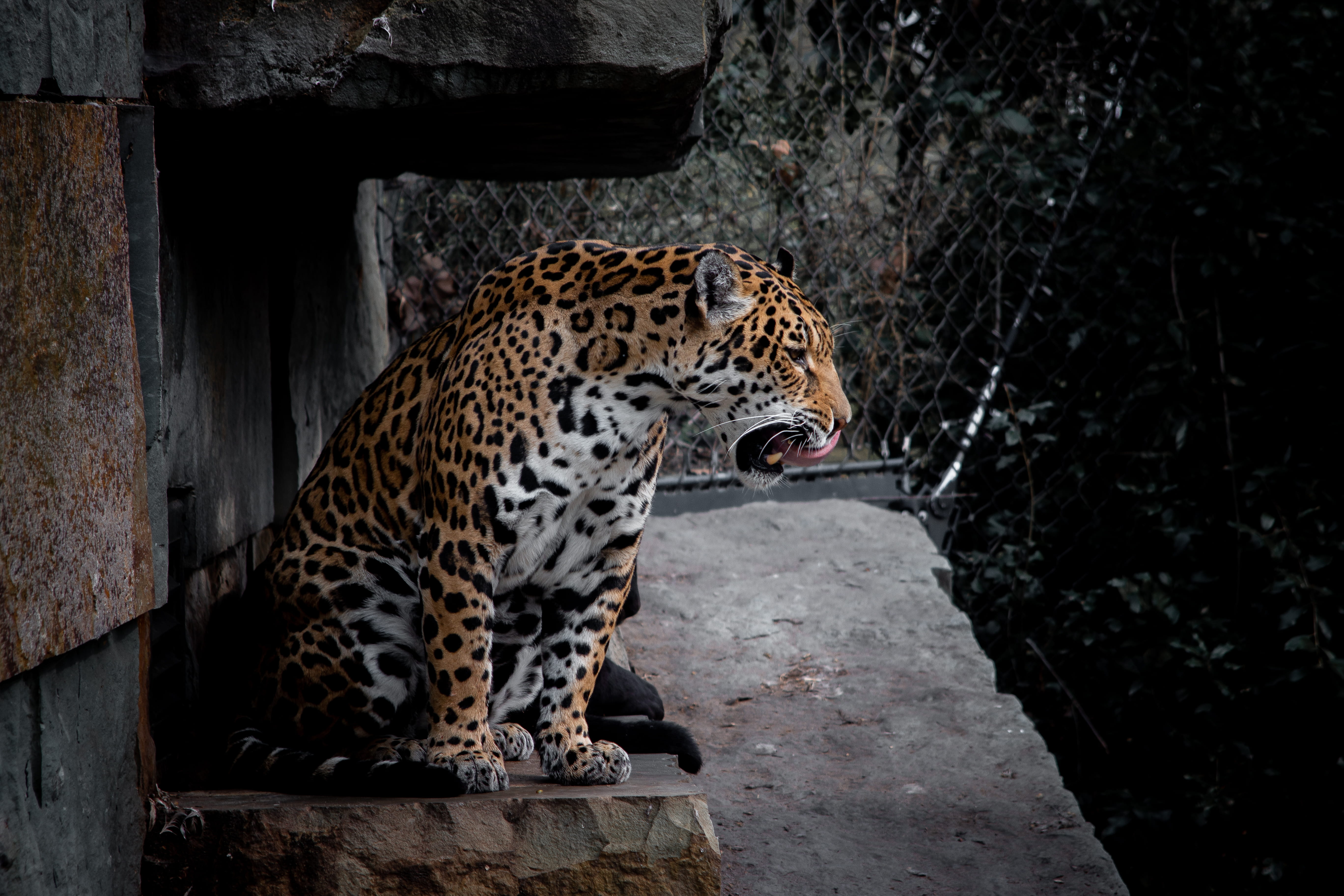 animals in the wild, feline, leopard, wild, animal markings, day, vertebrate, surface, wood - material, looking, panther, artis, nature, ocelot, brown, HD Wallpaper