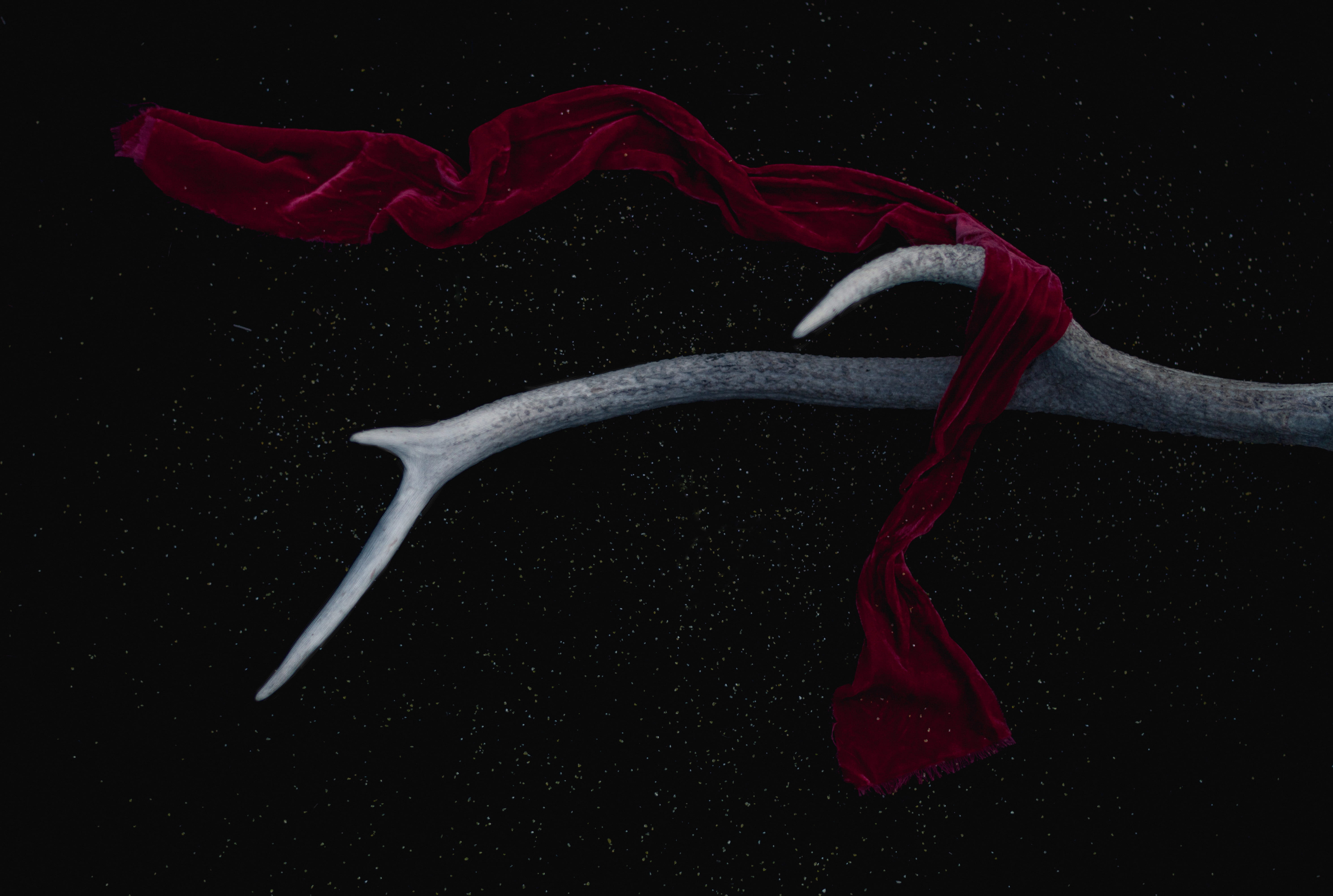 ntler, indoors, scarf, night sky, arty, still life, 5K, white, healthy eating, studio shot, nature, horn, abstract, velvet, fabric, food and drink, cloth, HD Wallpaper