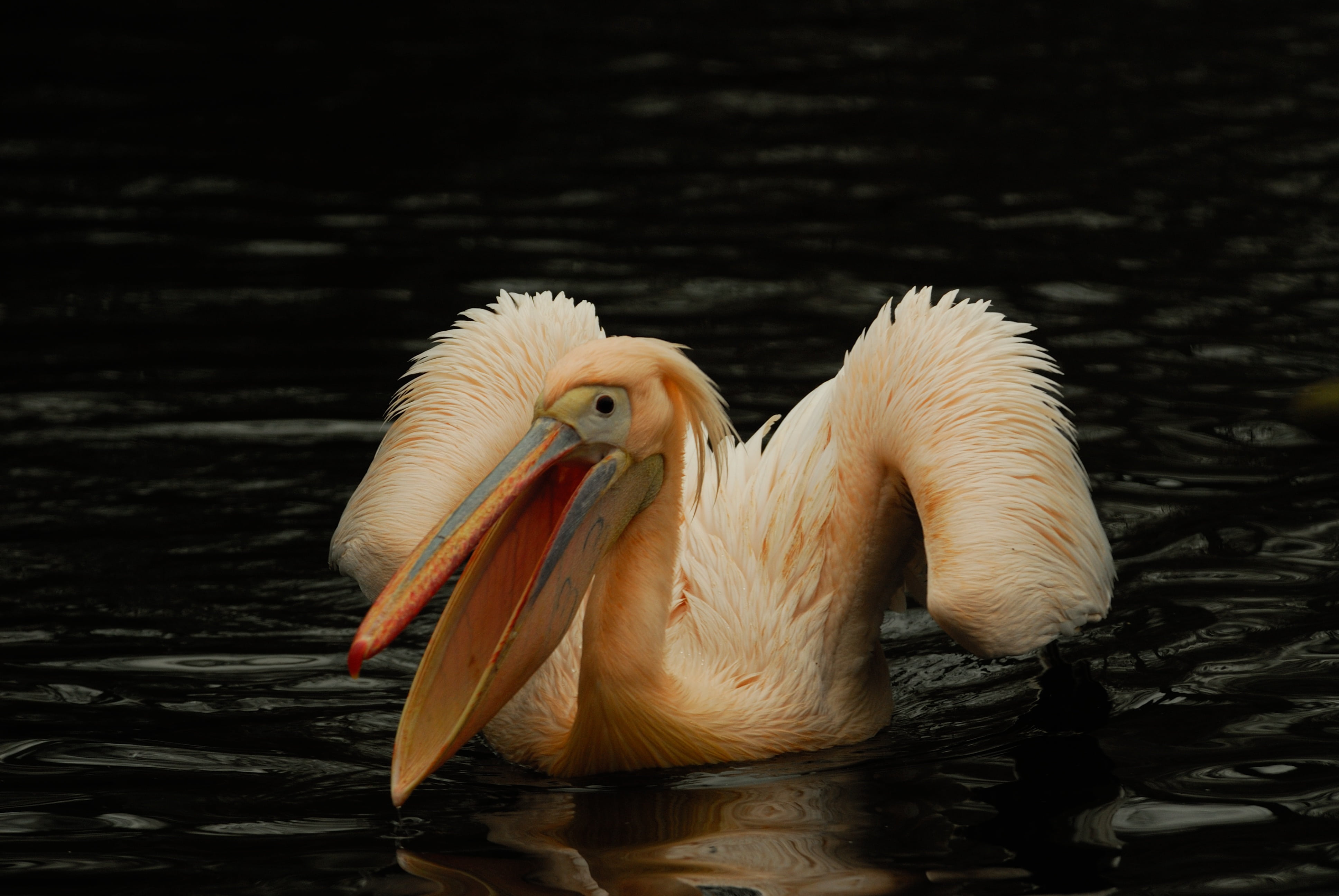 wildlife, day, 4K, nature, beak, focus on foreground, waterfront, bird, close-up, pelican, animal wildlife, animal themes, water, vertebrate, artis, lake, HD Wallpaper