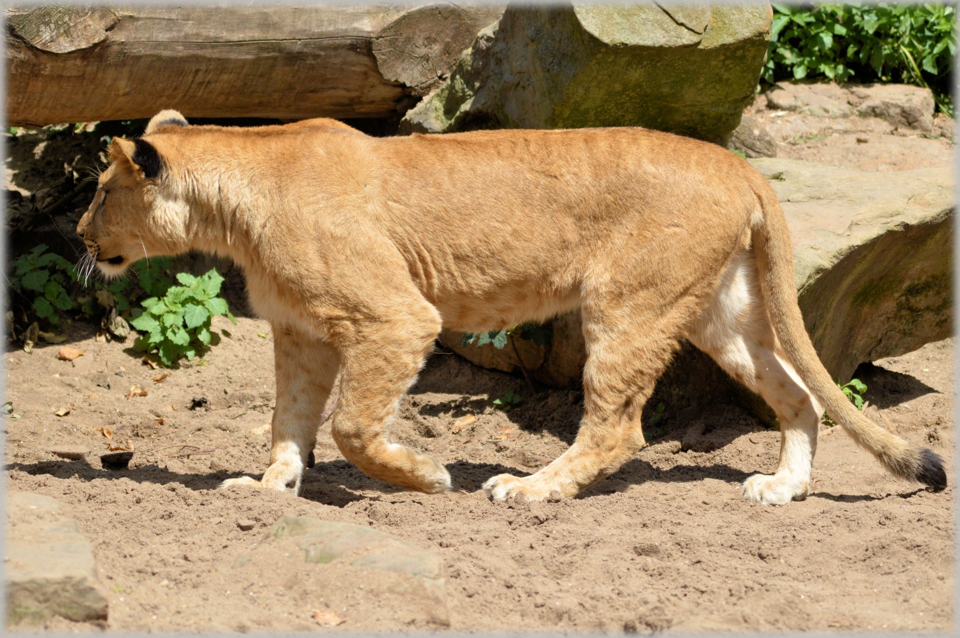 mammal, artis, lioness, amsterdam, standing, day, domestic, herbivorous, rock, field, animals, side view, sunlight, no people, 1080P, pets, outdoors, netherlands, HD Wallpaper