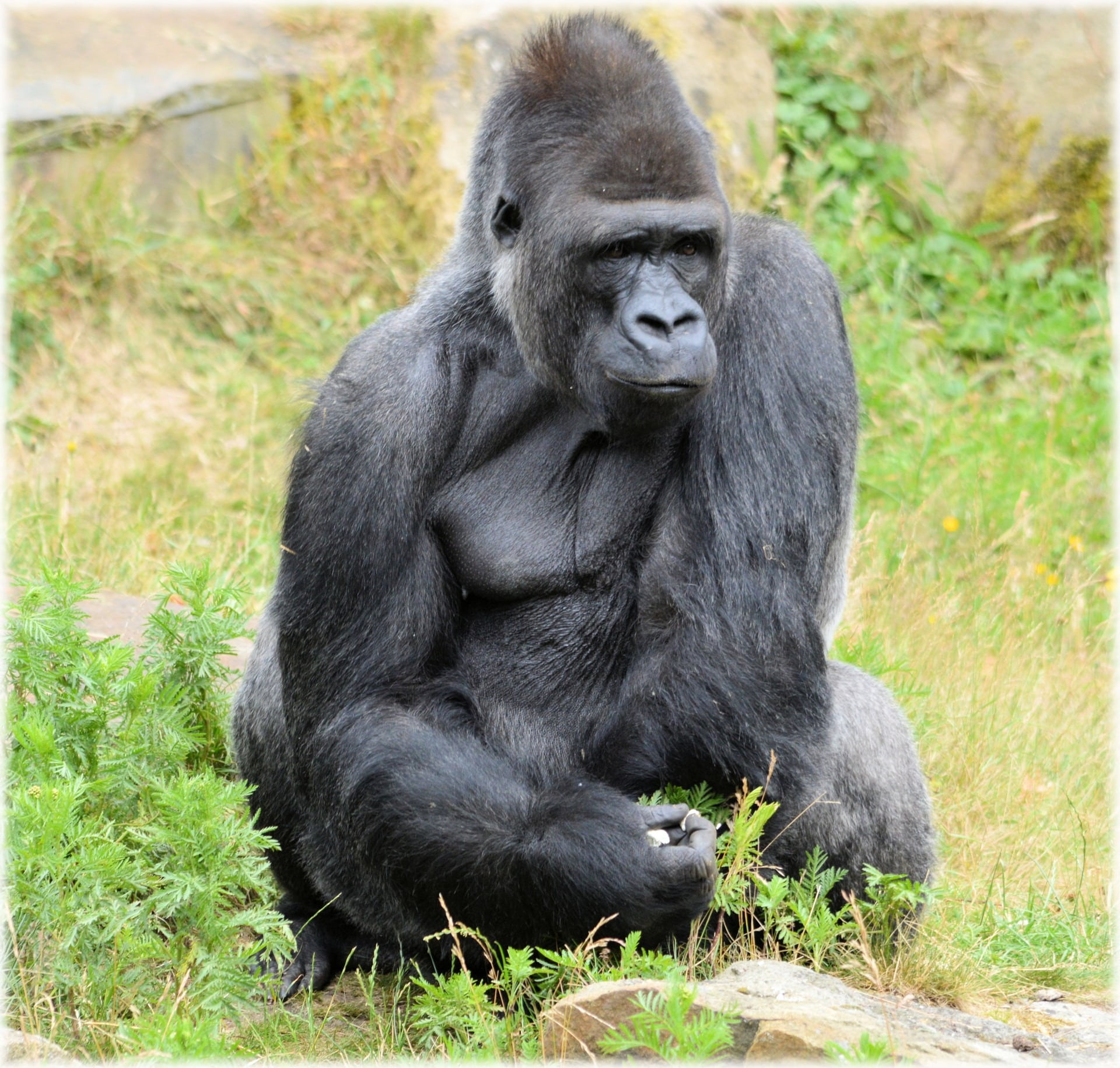 artis, grass, one animal, vertebrate, sitting, black color, animal, series, apenheul, outdoors, portrait, animals in the wild, ape, holland, nature, day, HD Wallpaper
