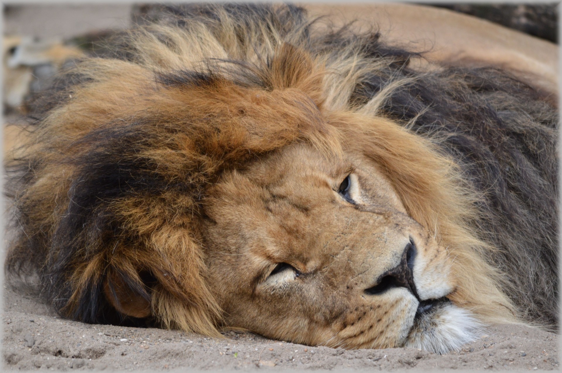 cat, hunter, lion - feline, animal, animals in the wild, mammal, predator, netherlands, close-up, vertebrate, lioness, relaxation, lying down, animal themes, HD Wallpaper