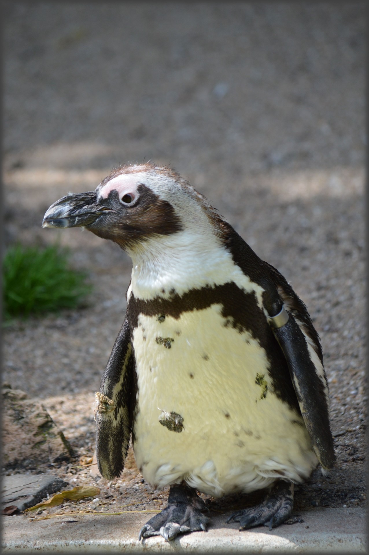 looking away, bird, penguin, series, no people, young animal, animals, black foot, animal wildlife, nature, animal, day, 1080P, one animal, holland, zoo, Phone HD Wallpaper