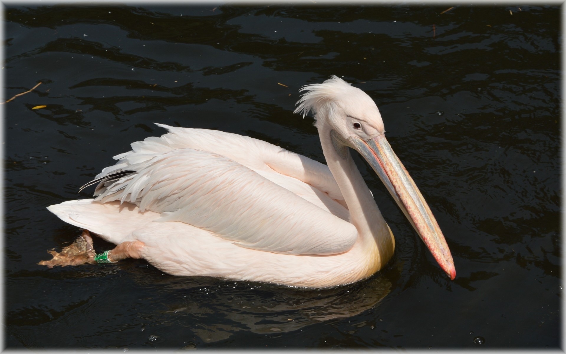 swimming, pink, white color, pelican, series, beak, transfer print, zoology, animal neck, animal wildlife, animals in the wild, freshwater bird, young, HD Wallpaper