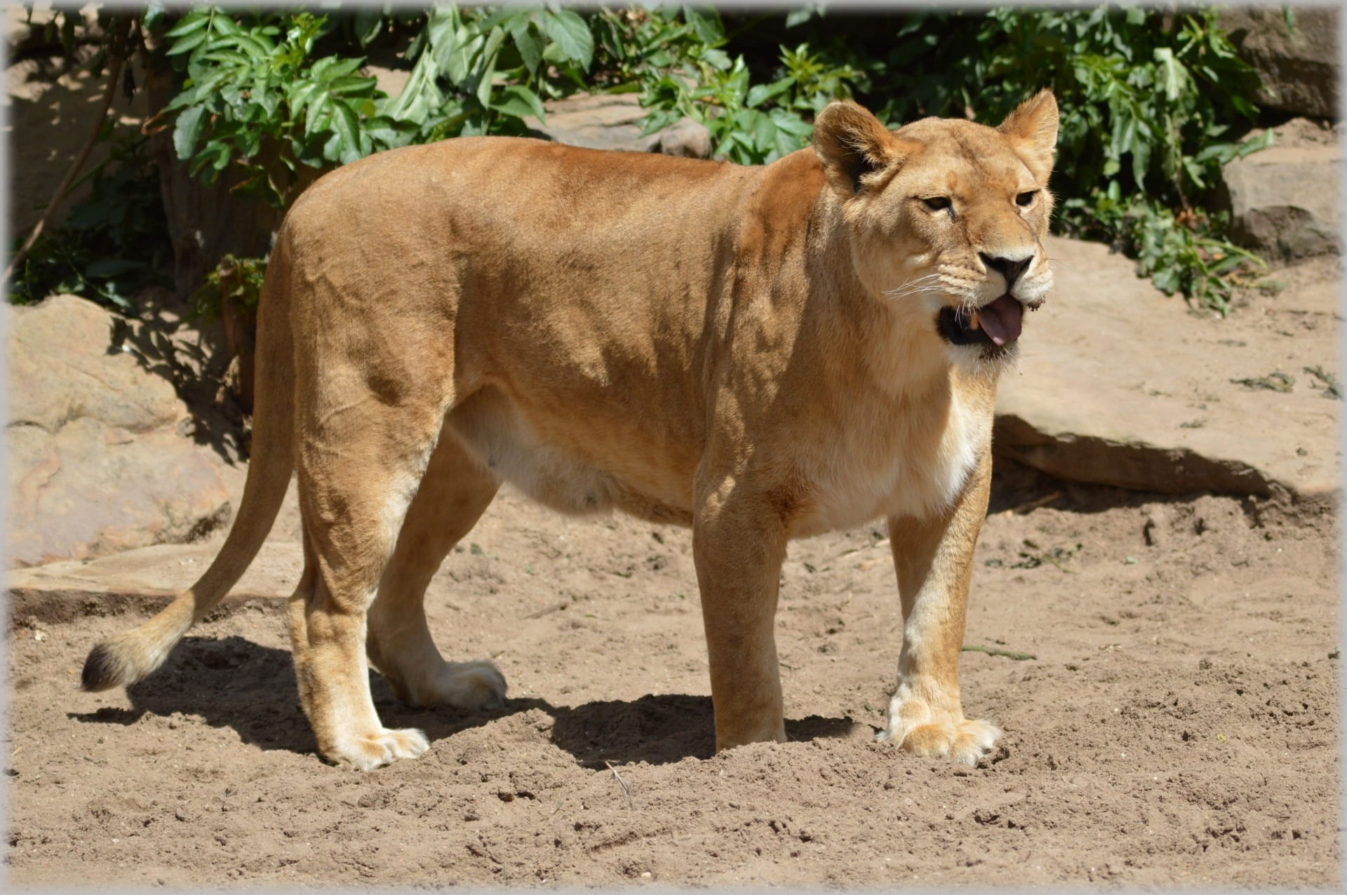 vertebrate, netherlands, nature, one animal, animals, land, animal wildlife, Lioness, artis, mammal, Lion, Animal, animal themes, predator, feline, outdoors, HD Wallpaper