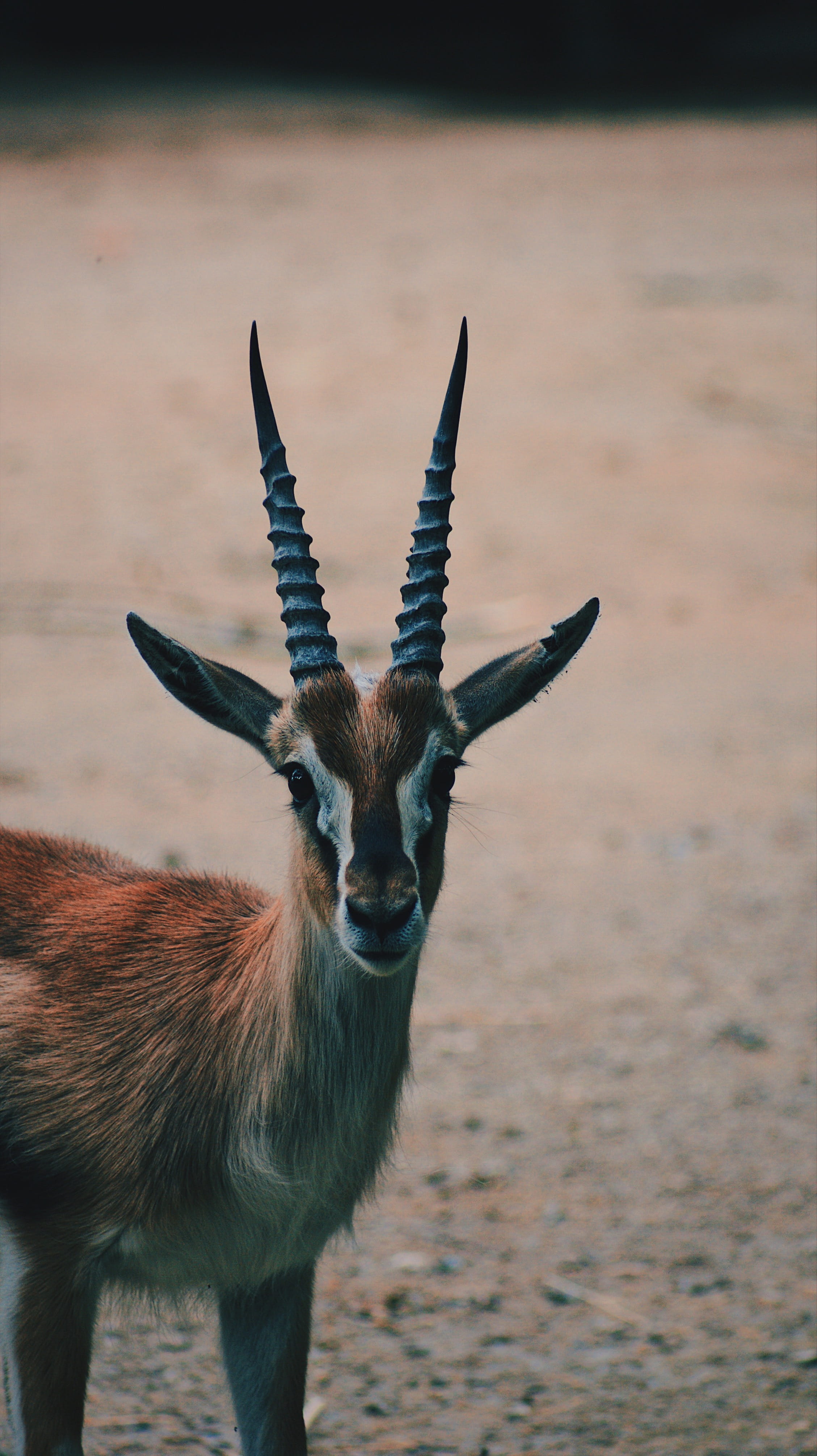 wildlife, land, animal themes, focus on foreground, outdoors, outdoor, brown, antelope, deer, animal wildlife, horned, 4K, field, horn, domestic animals, Phone HD Wallpaper