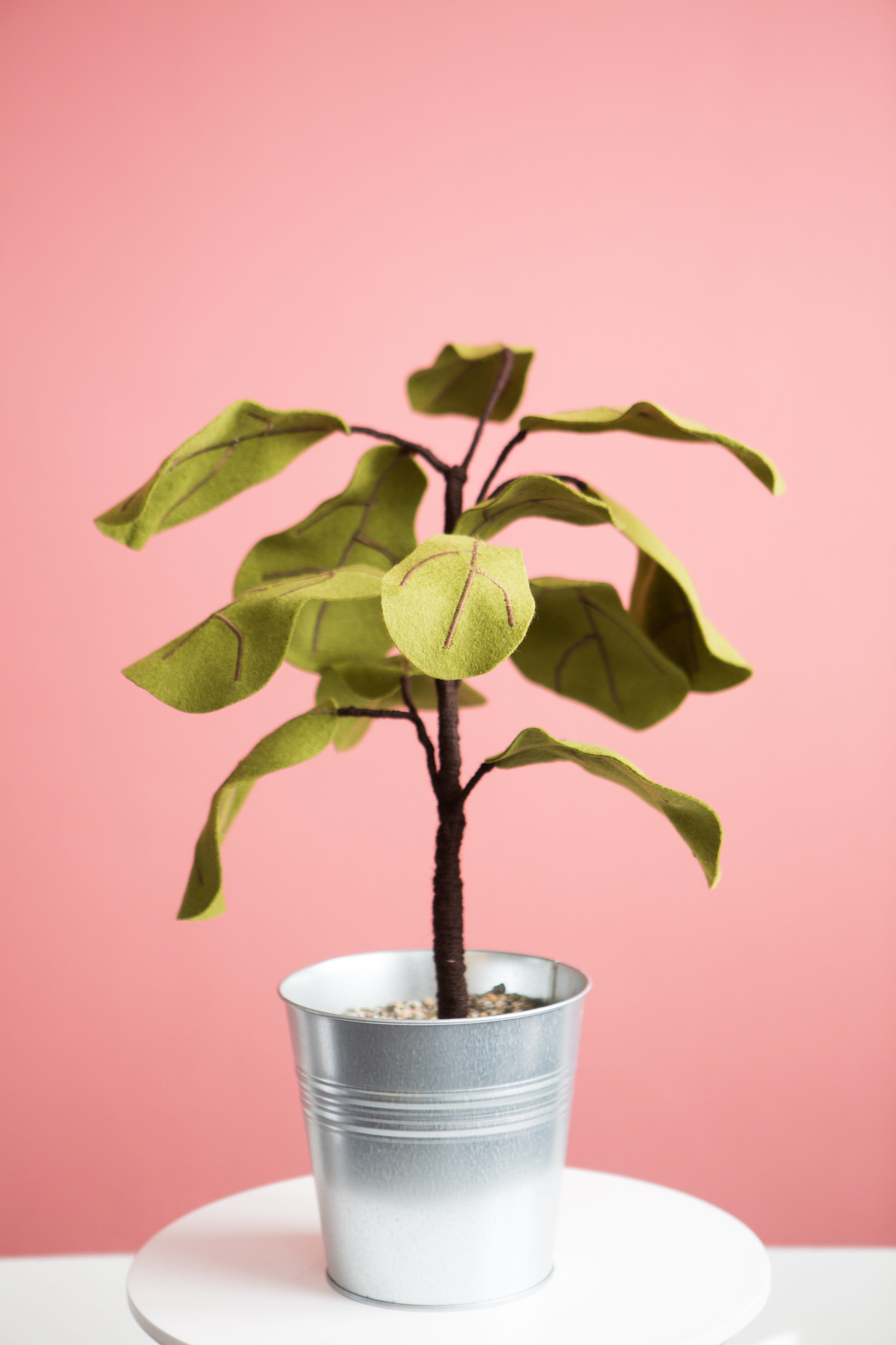 leafed, close-up, wall, growth, green color, 5K, nature, freshness, leaf, colored background, small, pot, studio shot, potted plant, botany, pink, flower head, Phone HD Wallpaper