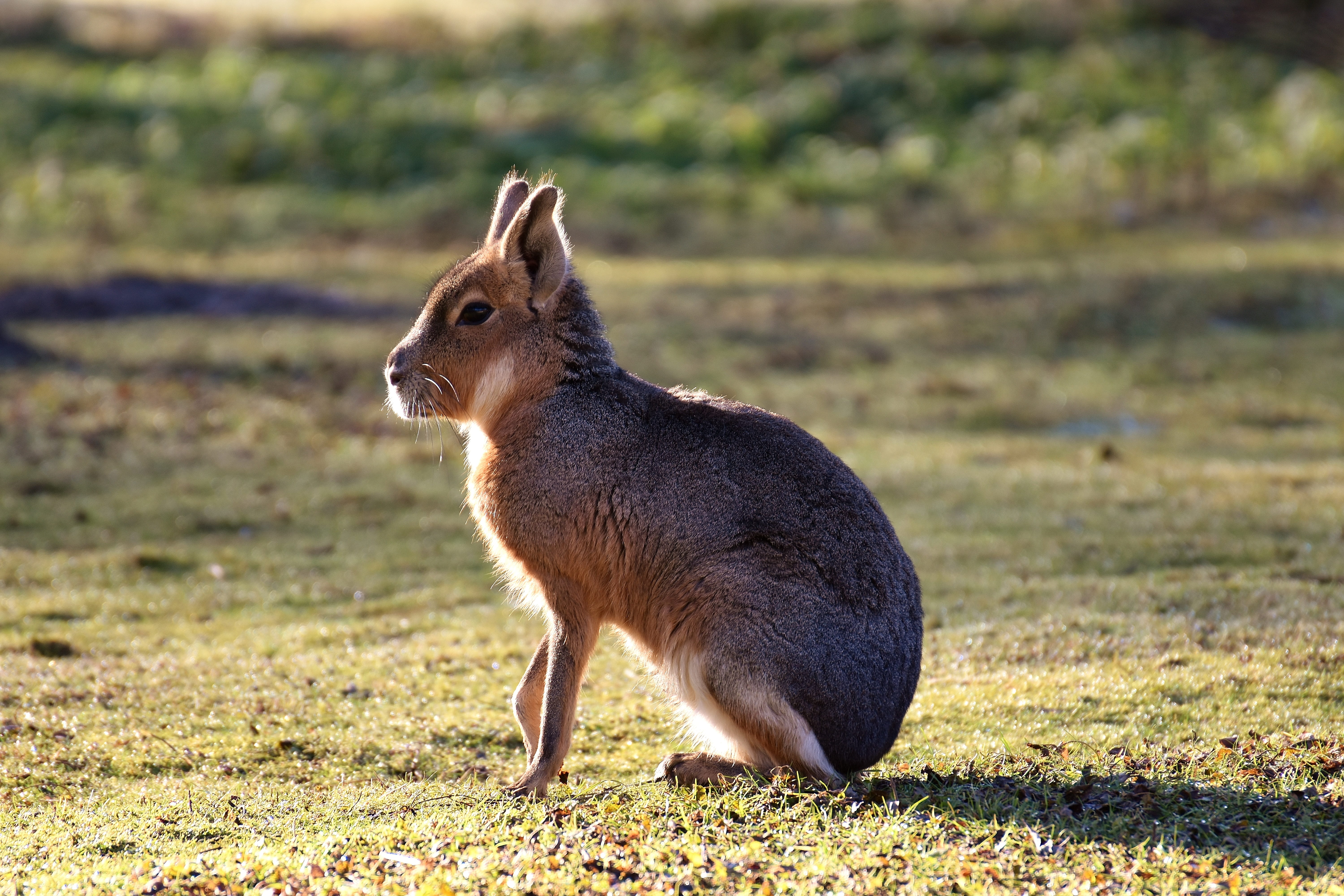 hare, focus on foreground, animals in the wild, daytime, vertebrate, animal themes, sweet, nature, enclosure, animal wildlife, no people, gray, outdoors, HD Wallpaper