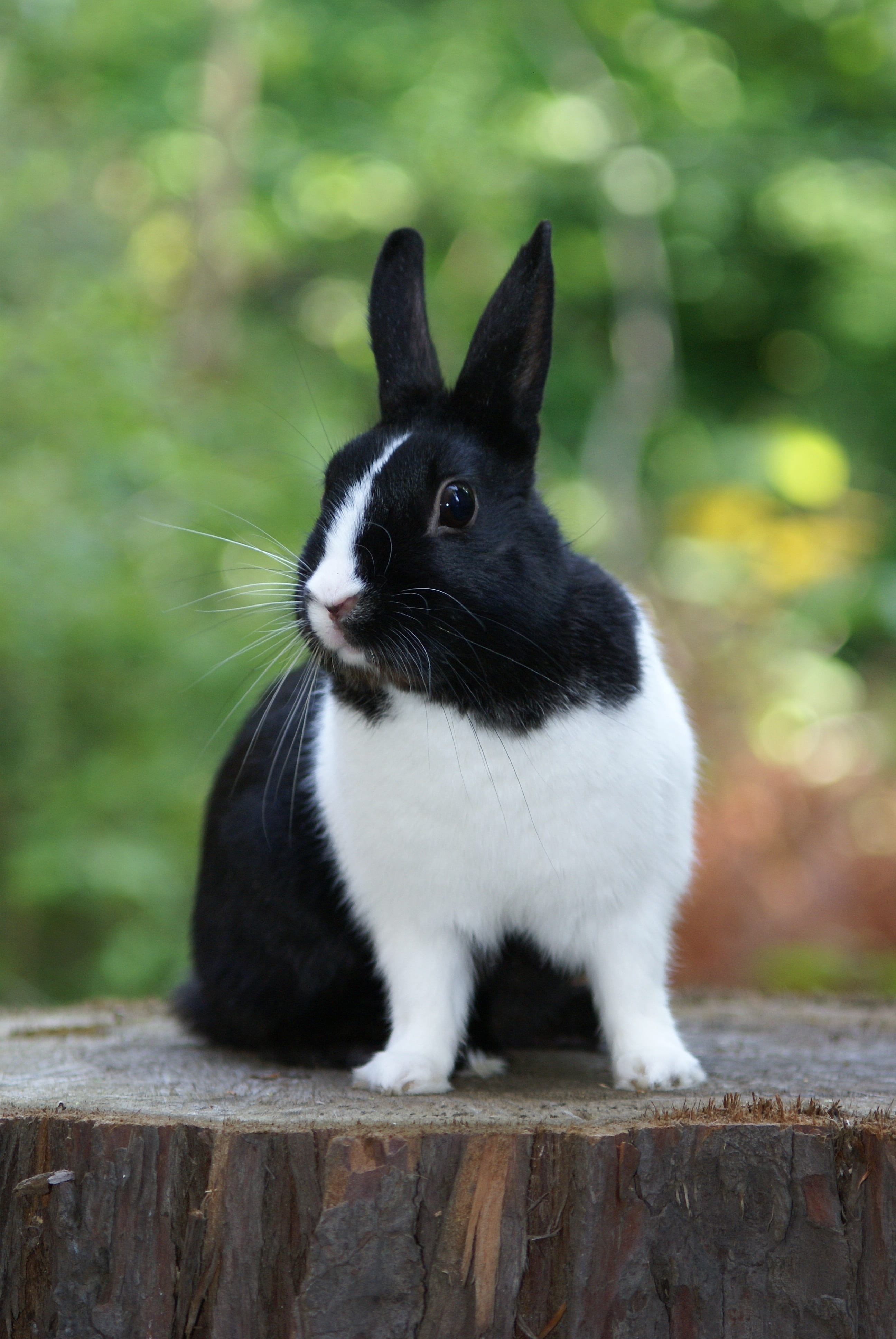 domestic animals, animal, 4K, black color, focus on foreground, domestic, sitting, mammal, one animal, white, whisker, looking away, rabbit, hare, wooden, Phone HD Wallpaper