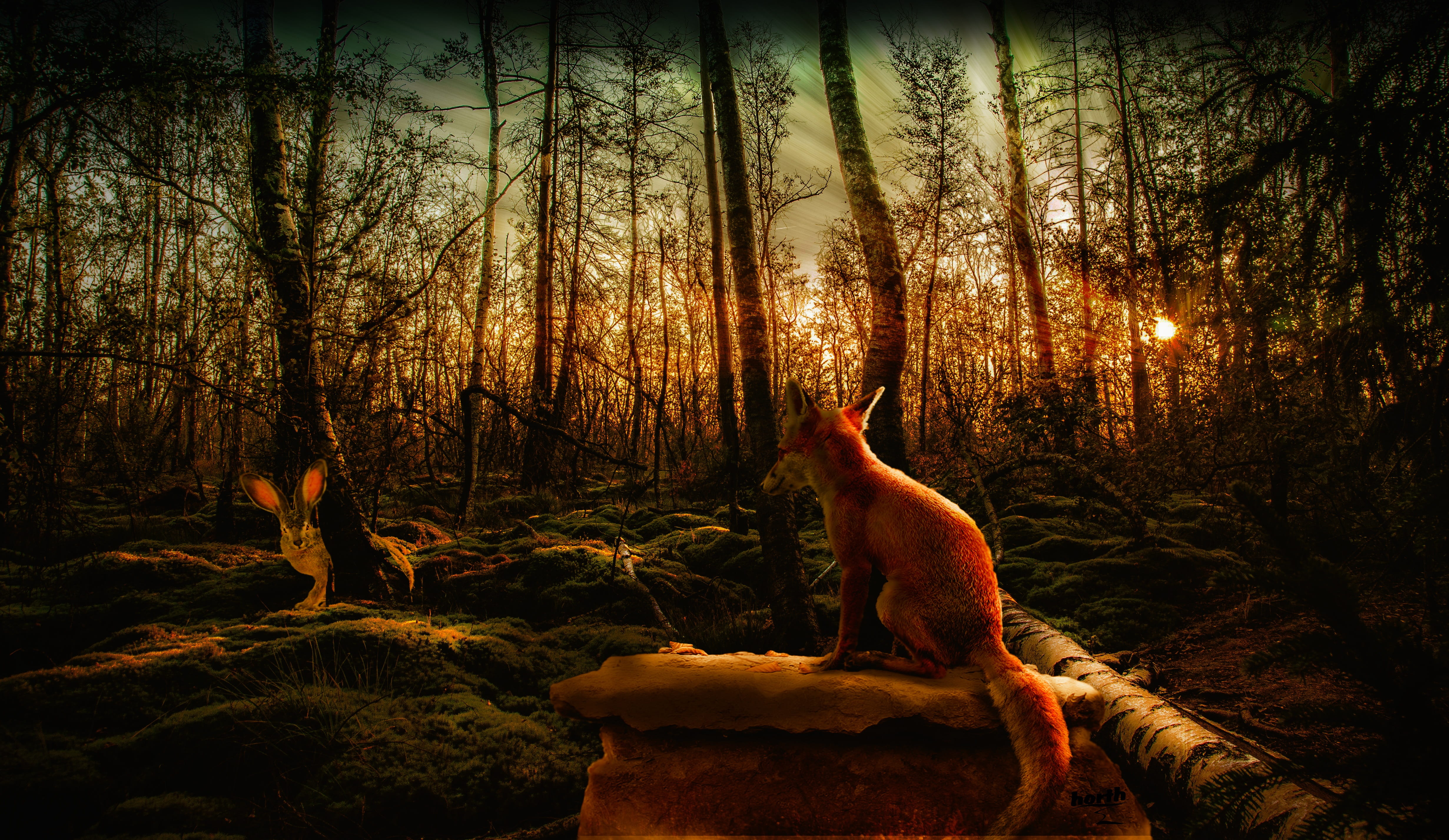 animals in the wild, non-urban scene, land, tranquility, vertebrate, trunk, animal themes, hare, one animal, no people, sky, forest, woodland, scenics - nature, HD Wallpaper