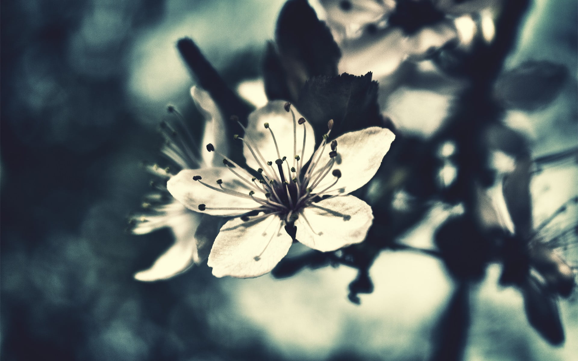inflorescence, cherry, outdoors, selective focus, day, pollen, fragility, flowers, flowering plant, blossoms, backgrounds, single Flower, flower, petaled, HD Wallpaper