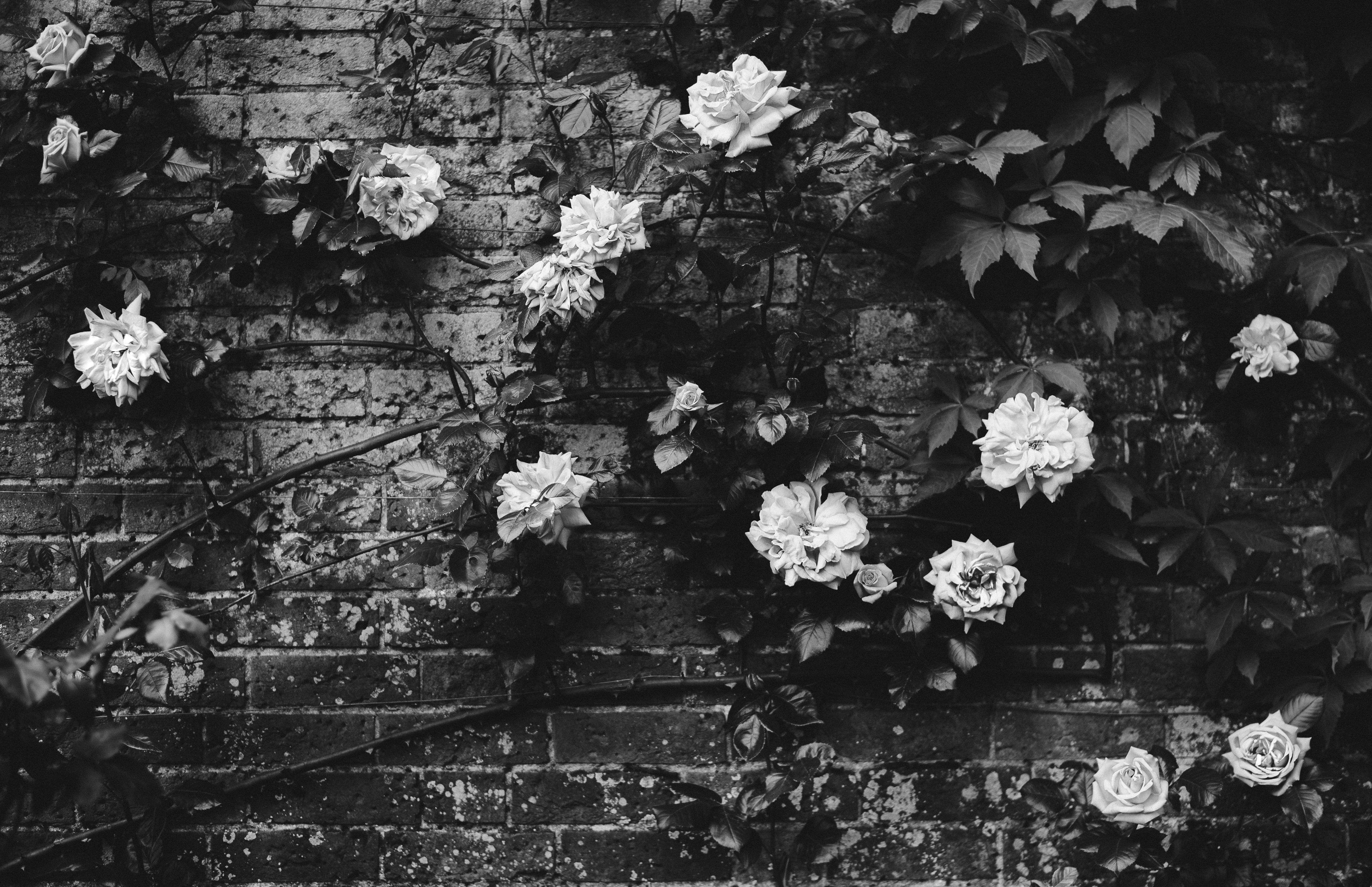 flowering plant, climbing plant, fragility, garden wall, foliage, stone wall, nature, grayscale, roses, growth, outdoors, wall - building feature, vulnerability, HD Wallpaper