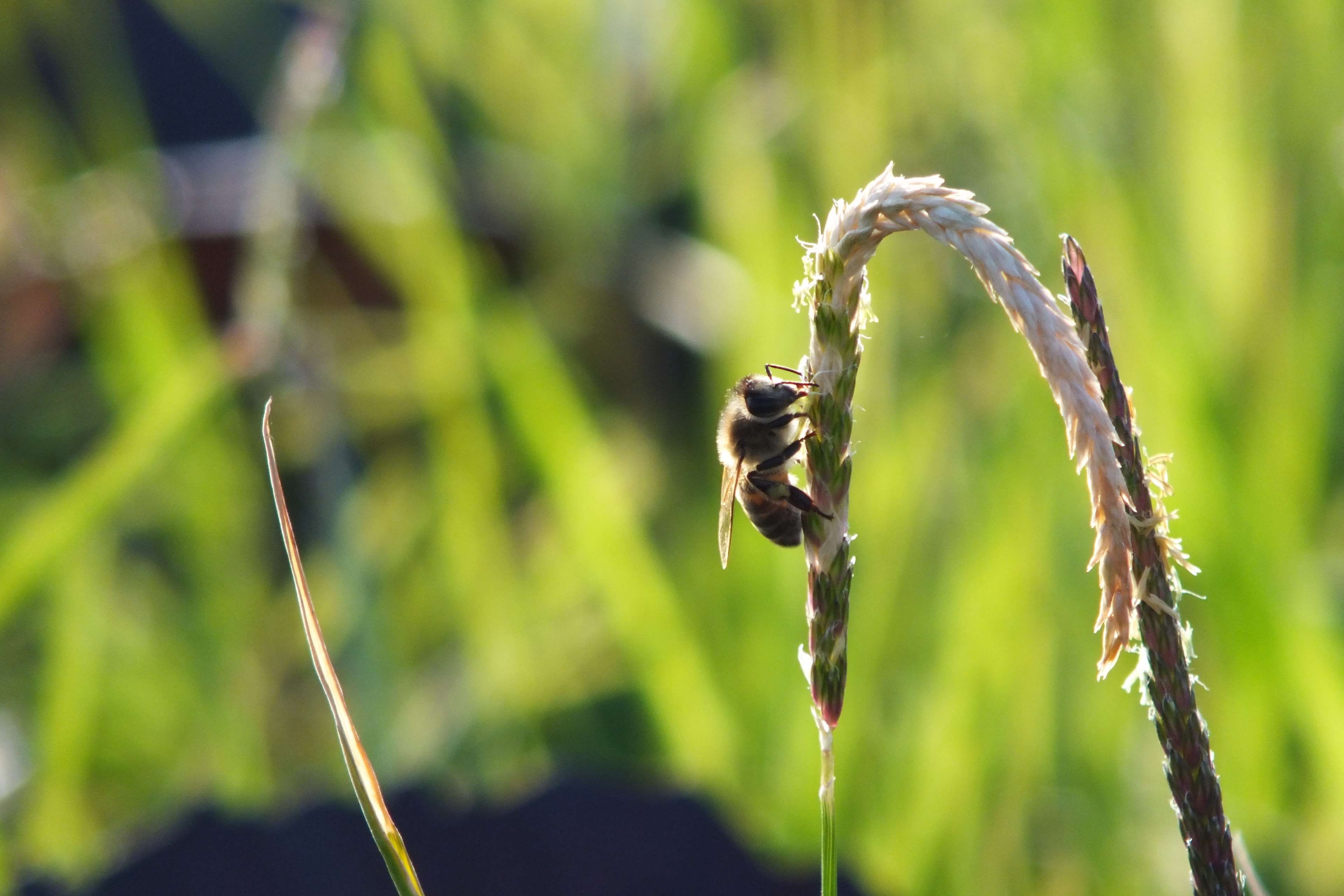 bal ars, no people, field, bal, one animal, green color, cereal plant, plant, animals in the wild, close-up, day, crop, animal themes, food and drink, focus on foreground, HD Wallpaper