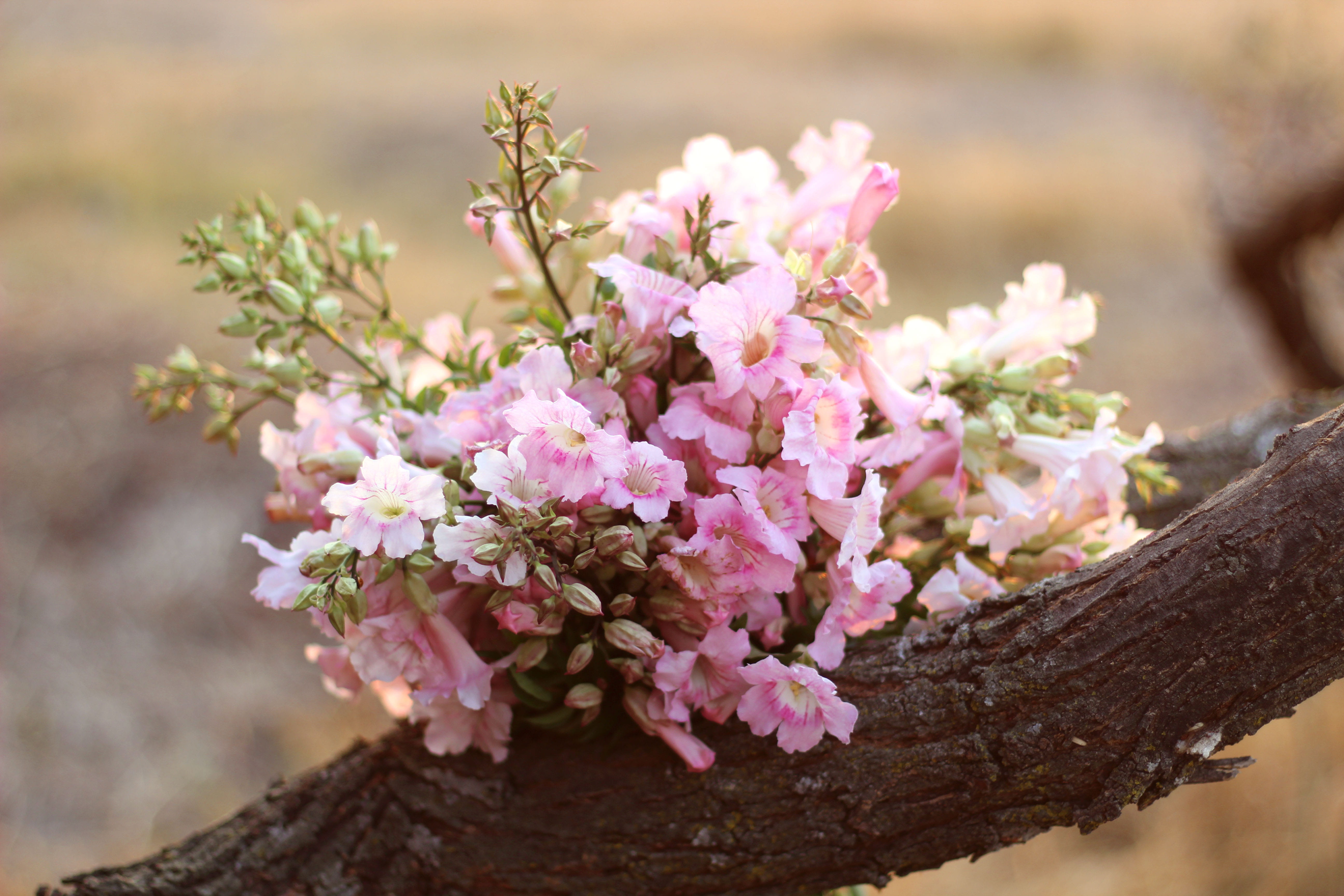 close-up, beauty in nature, springtime, flower head, nature, focus on foreground, 5K, freshness, cherry tree, outdoors, plant, flower, tree, fragility, HD Wallpaper