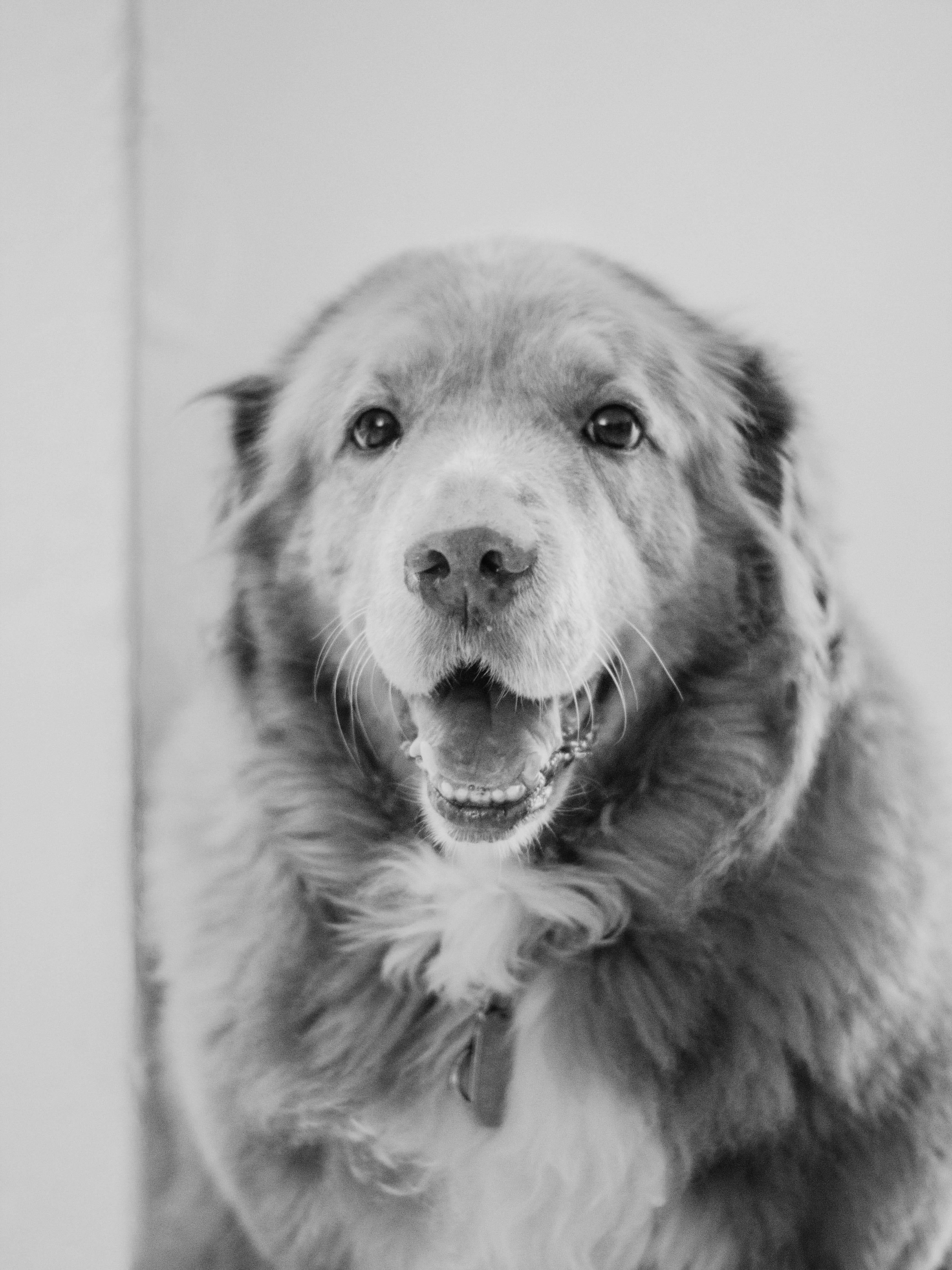 indoors, domestic, dog, mexico, bandw, 4K, one animal, no people, mammal, pets, animal body part, studio shot, focus on foreground, looking at camera, Phone HD Wallpaper