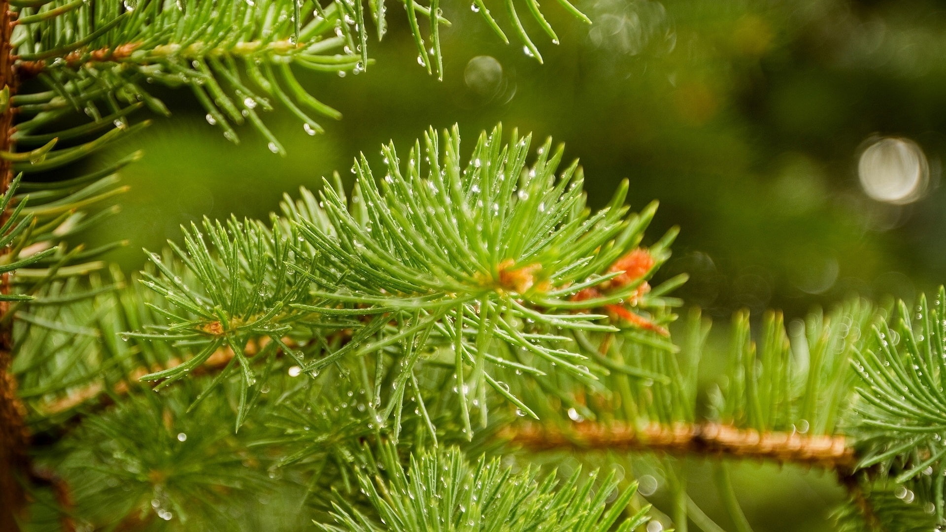 depth of field, 1080P, macro, pine trees, green, closeup, nature, trees, leaves, water drops, HD Wallpaper