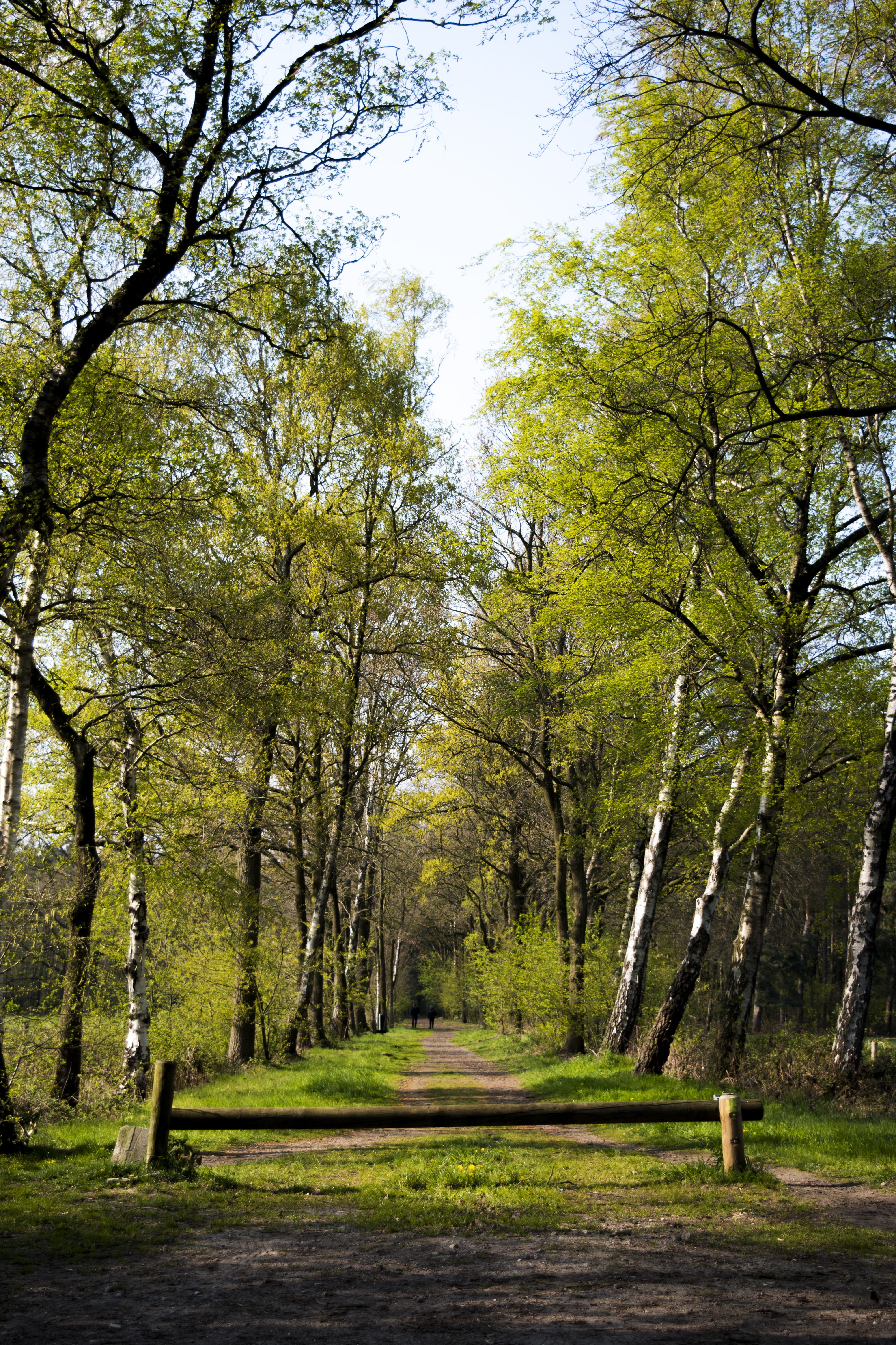 environment, land, verde, grass, pintura, woodland, tranquil scene, birch, perspectiva, growth, sombra, park, naranja, no people, footpath, tranquility, Phone HD Wallpaper
