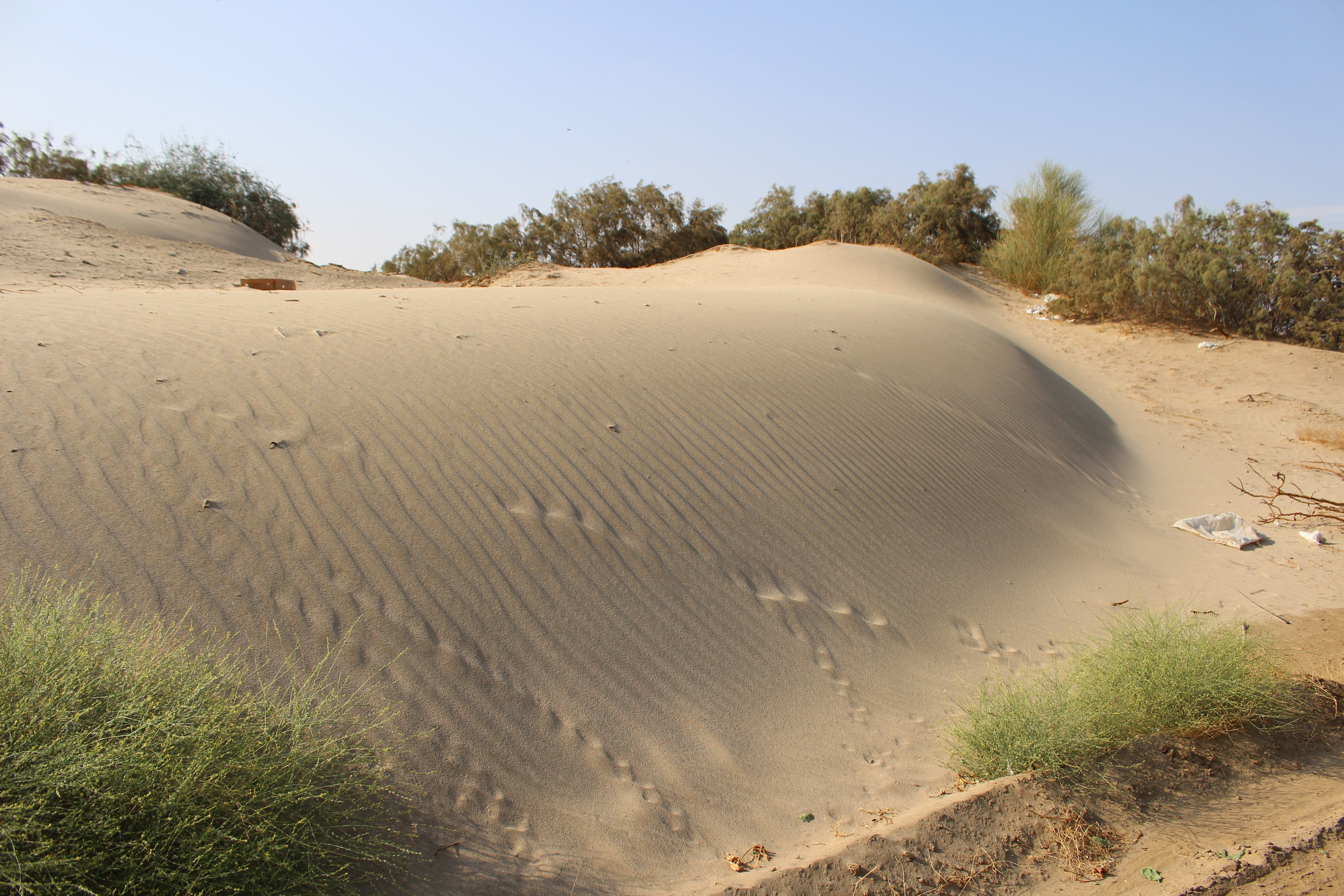 sunlight, non-urban scene, plant, nature, climate, sand dune, no people, desert, grass, 5K, beauty in nature, sky, tree, arid climate, tranquil scene, HD Wallpaper