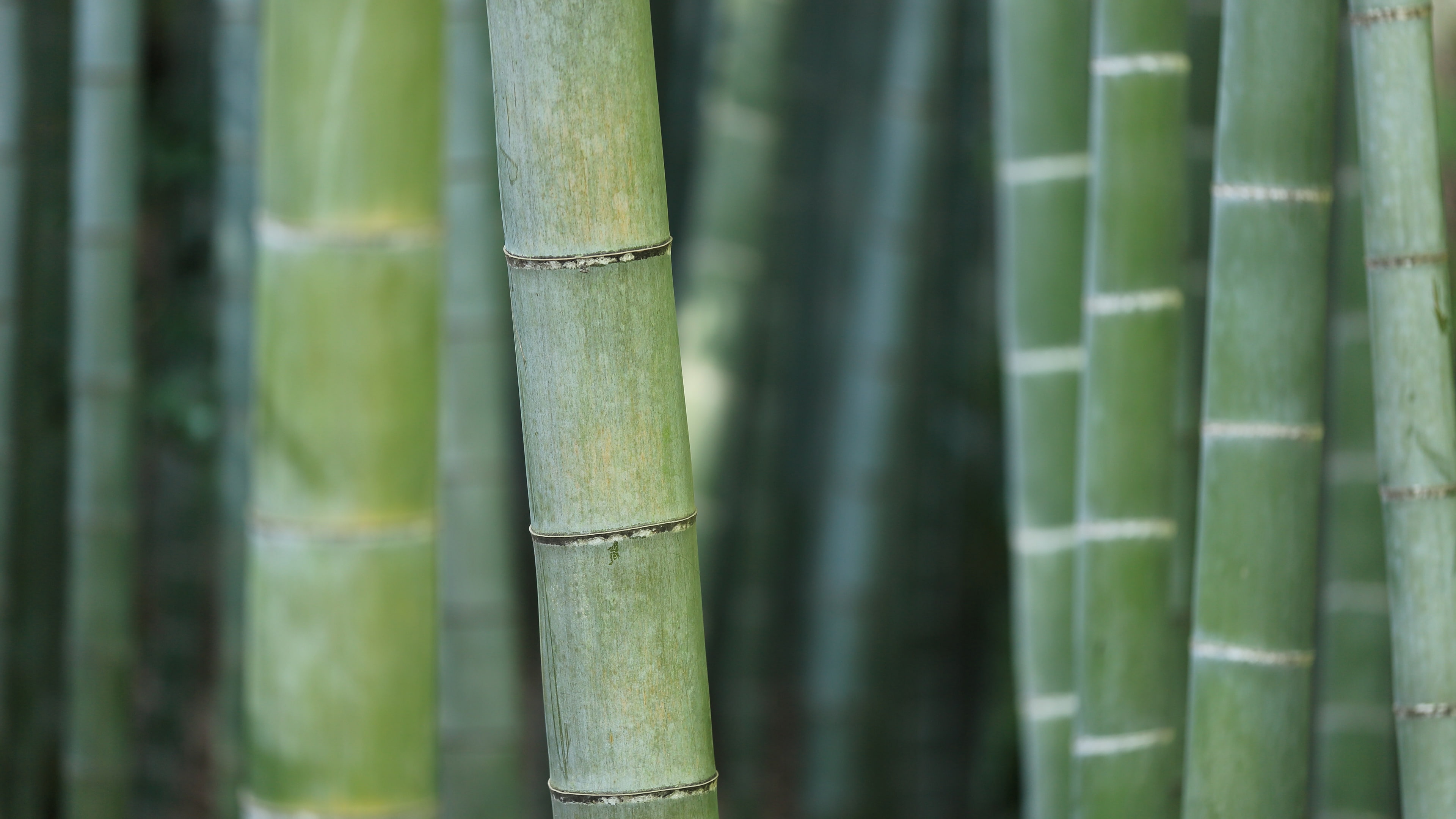 macro, 4K, green, trees, bamboo, nature, HD Wallpaper