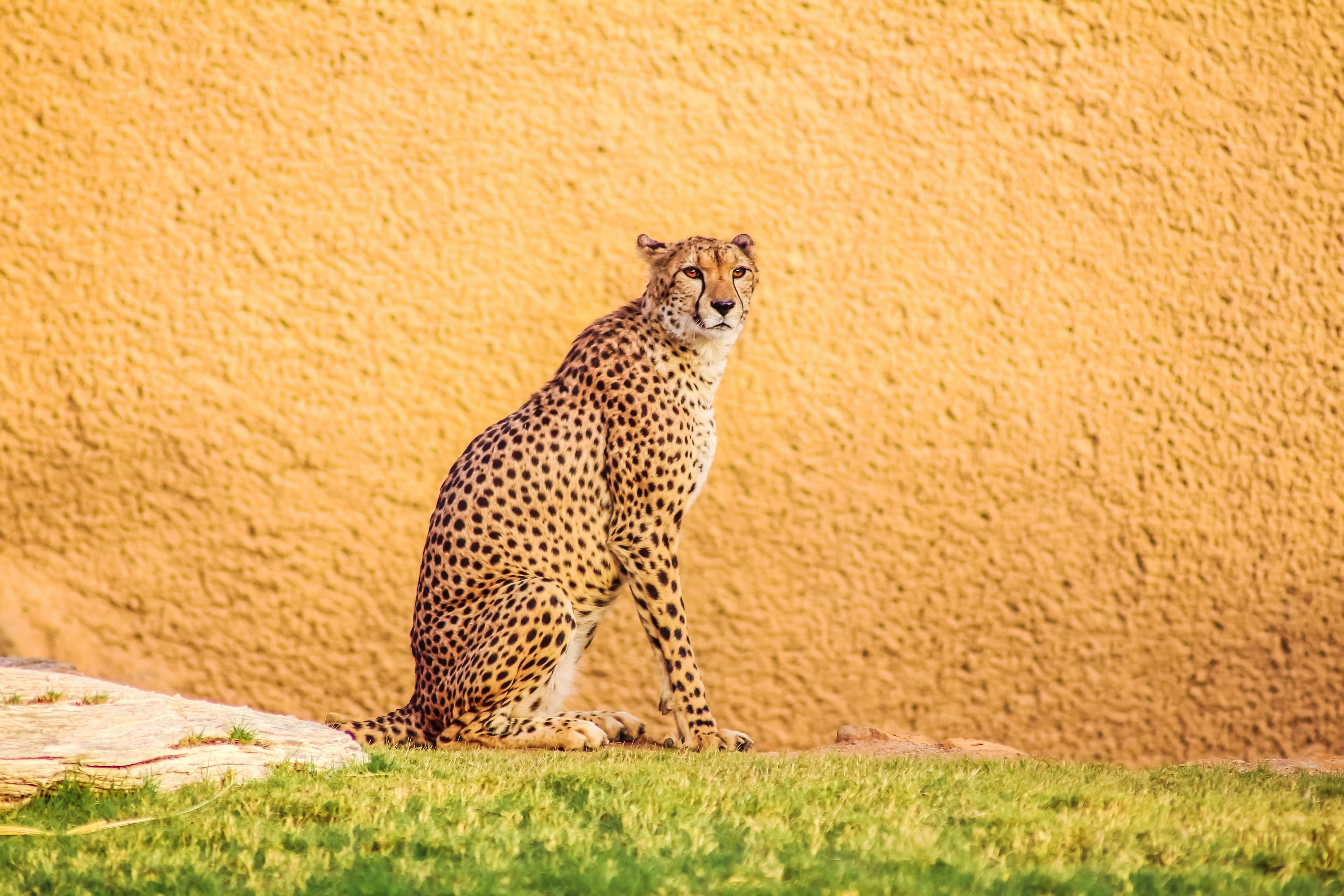 cheetah, undomesticated cat, 5K, vertebrate, dangerous, animal wildlife, forest, looking away, cat, nature, wildlife, design, leopard, no people, outdoors, HD Wallpaper