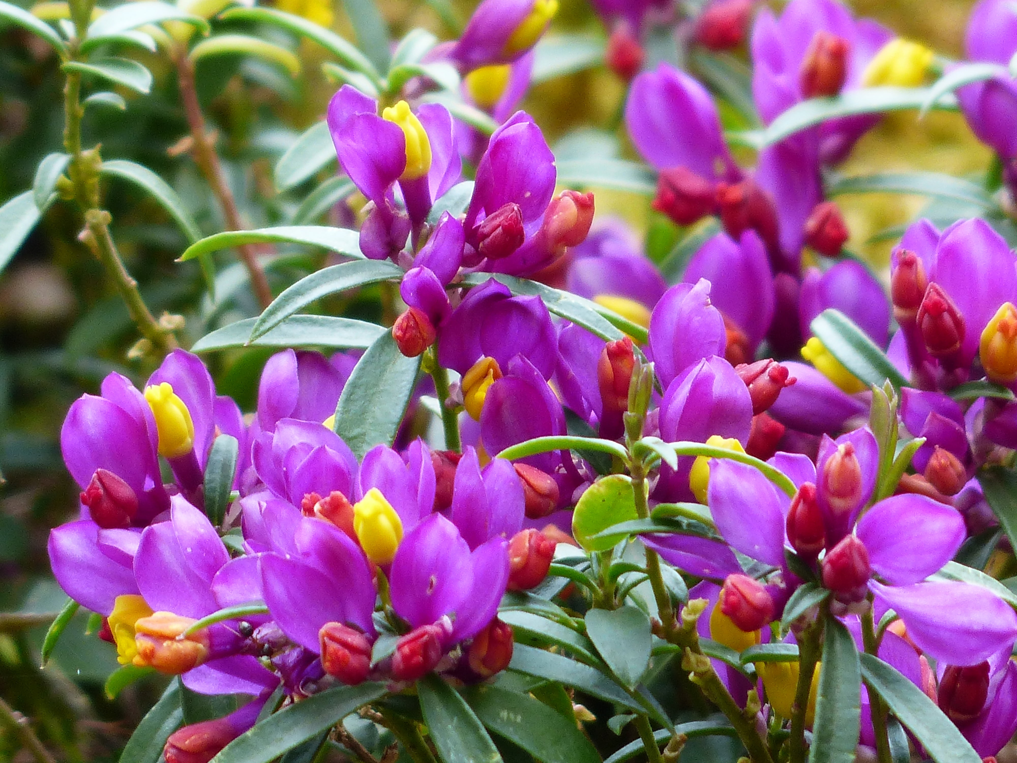 freshness, day, growth, violet, flower, polygalaceae, book-leaved milkwort, bloom, springtime, large-flowered polygala chamaebuxus, flower head, no people, HD Wallpaper