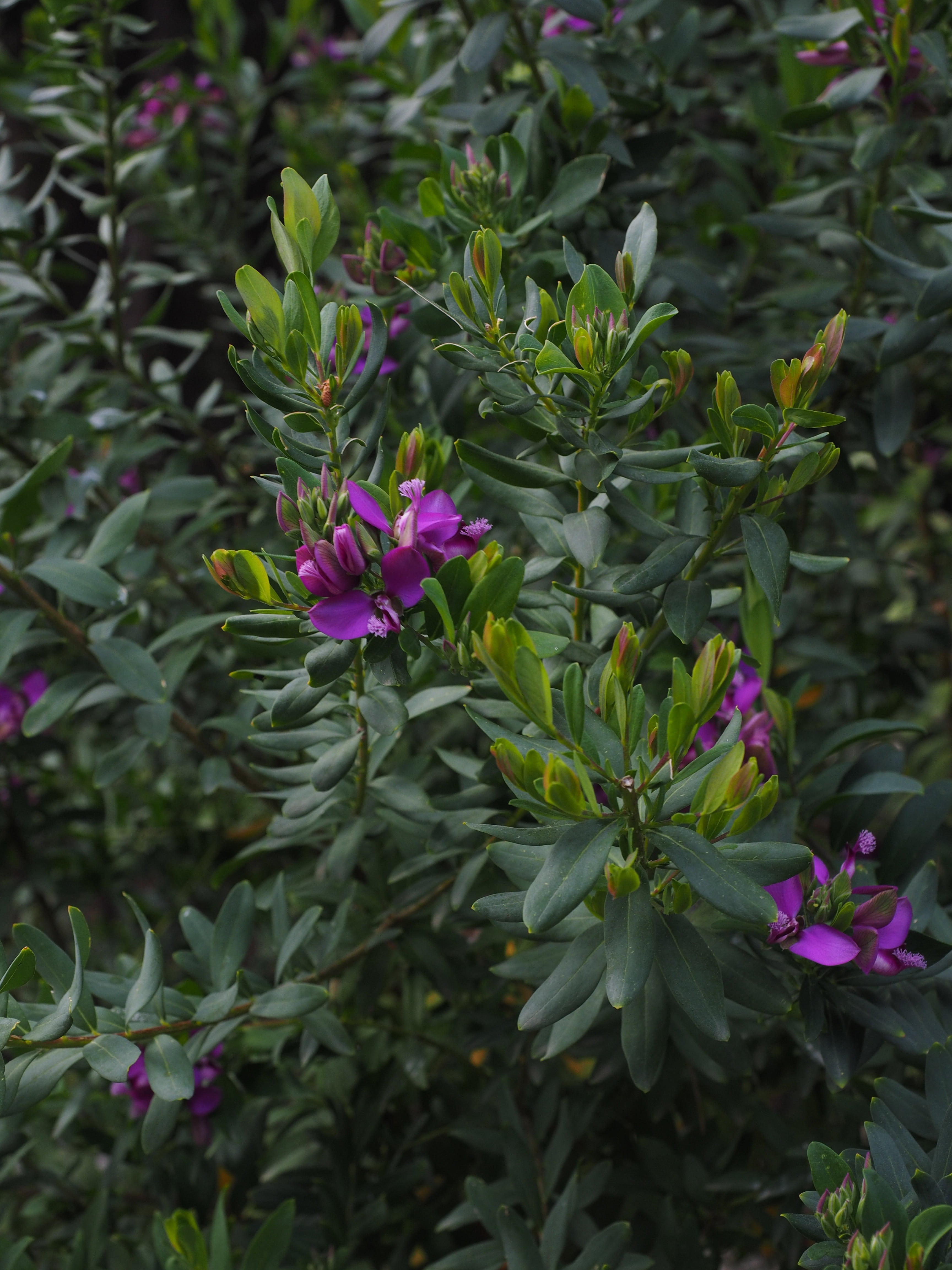 leaf, day, flowering plant, petal, violet, purple, no people, 4K, polygala myrtifolia, polygalaceae, polygala milkwort, inflorescence, green color, growth, Phone HD Wallpaper