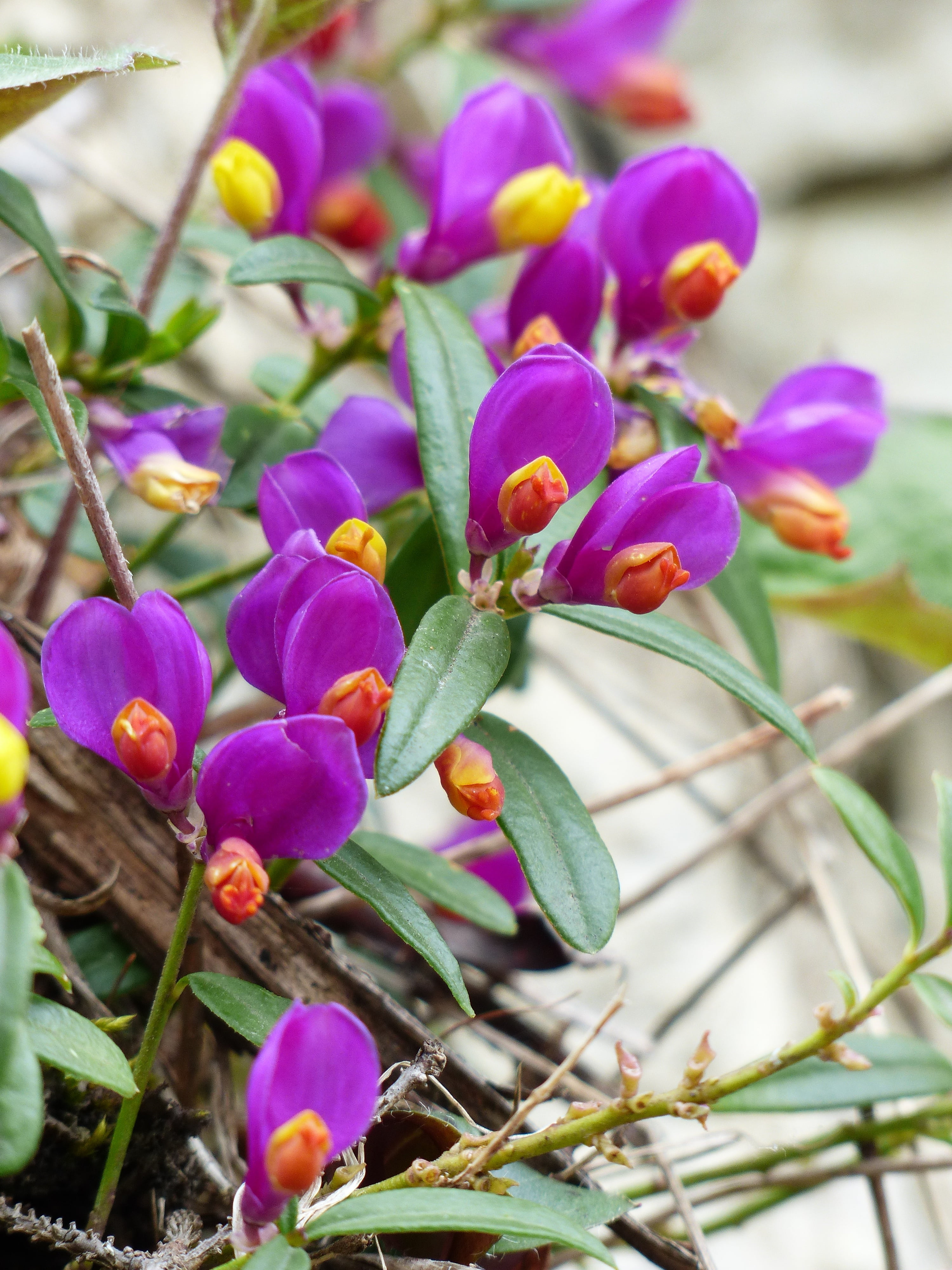 forest myrtle, nature, petal, pink color, evergreen milkwort, polygalaceae, 4K, growth, book-leaved milkwort, purple, paper laminated kreuzblümchen, yellow, Phone HD Wallpaper
