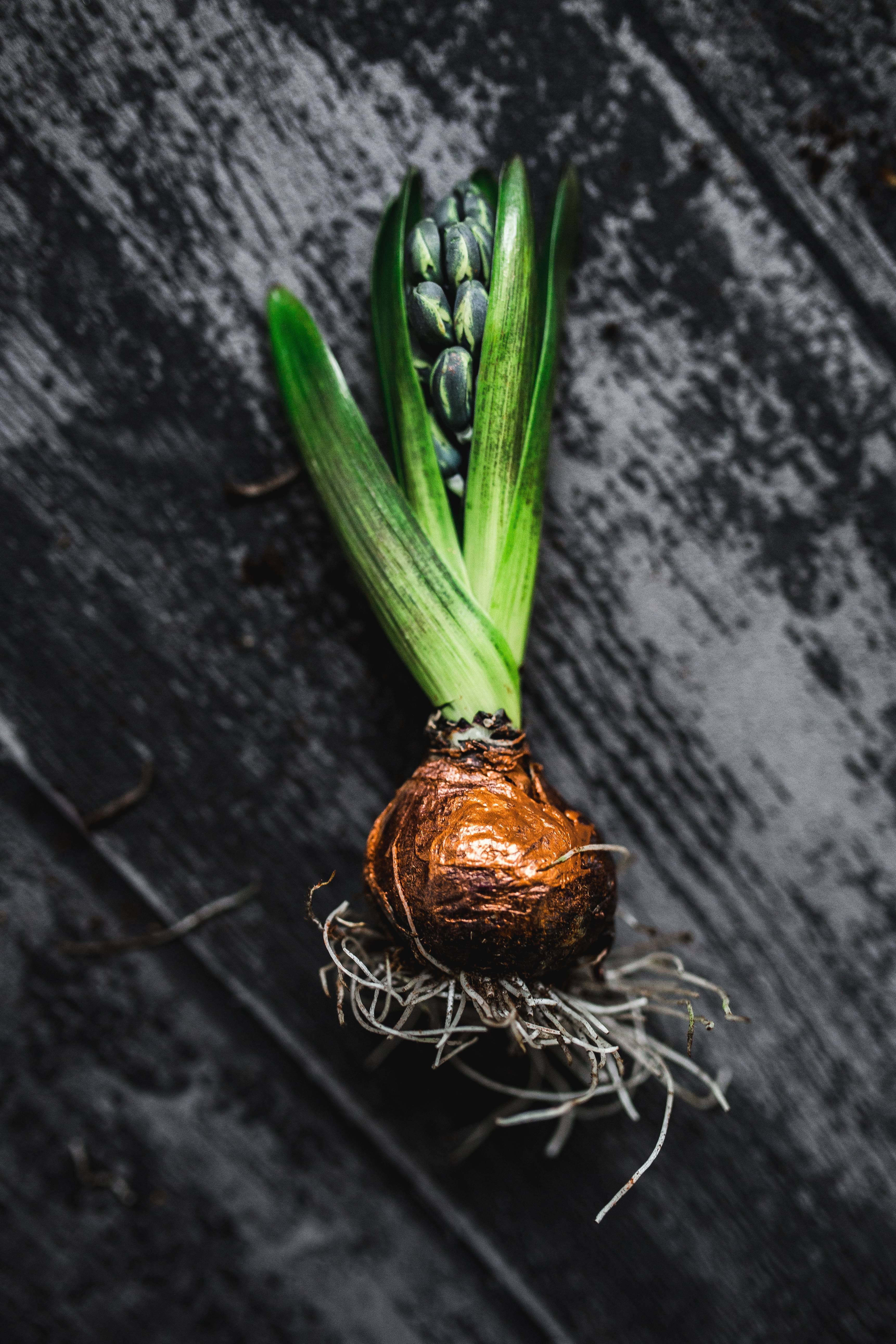 close-up, decoration, small, day, vegetable, organic, wellbeing, jar, 5K, high angle view, planting, healthy Eating, little, ornamental, freshness, vegetarian Food, Phone HD Wallpaper